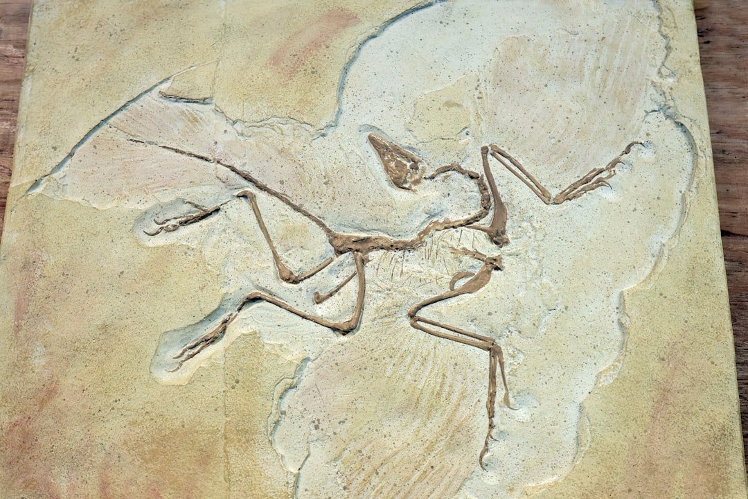 Moulage d'un fossile d'Archaeopteryx lithographica dans le calcaire lithographique de Solnhofen