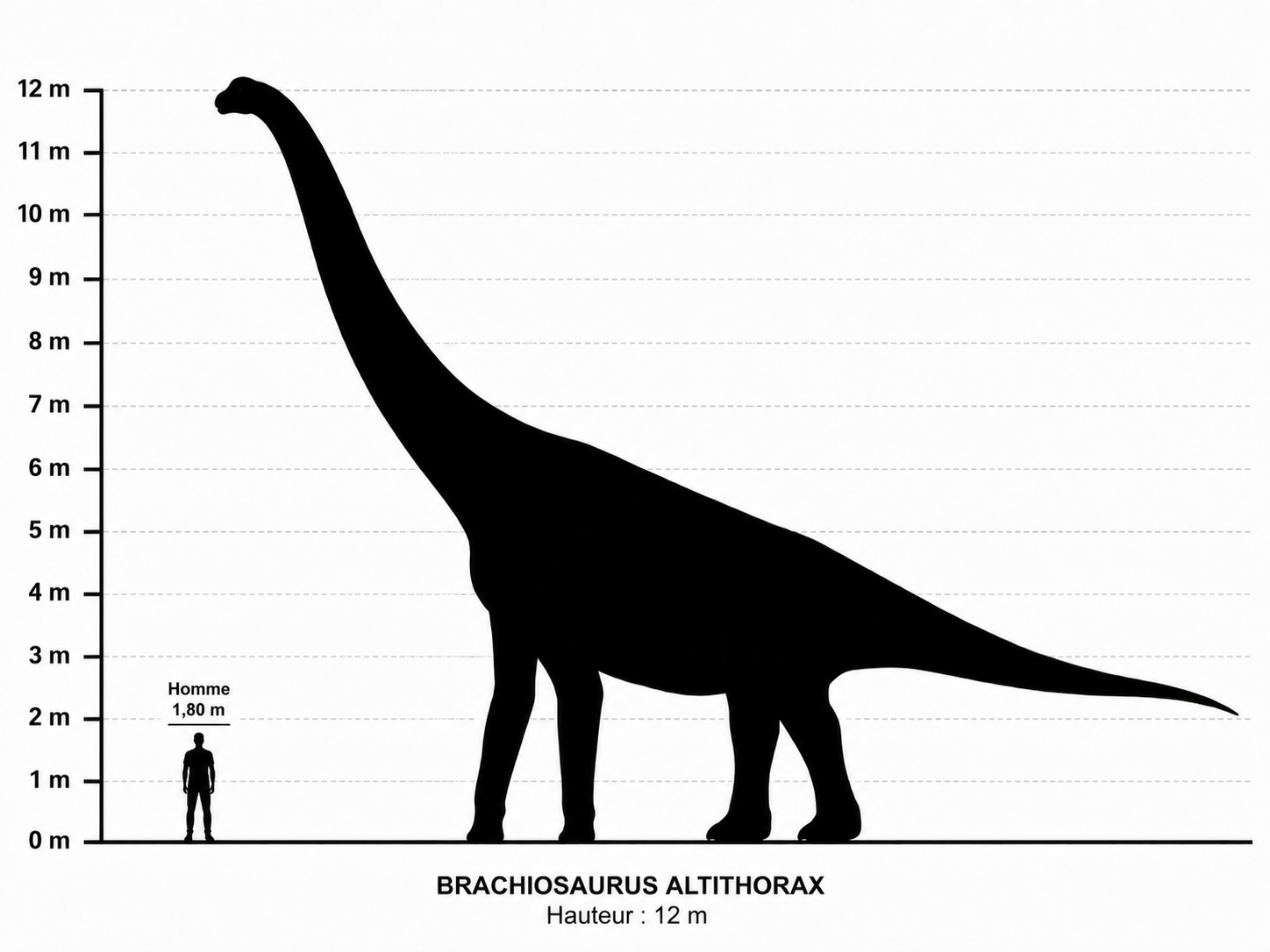 Comparaison de taille entre un Brachiosaurus altithorax adulte et un être humain de 1,80 m