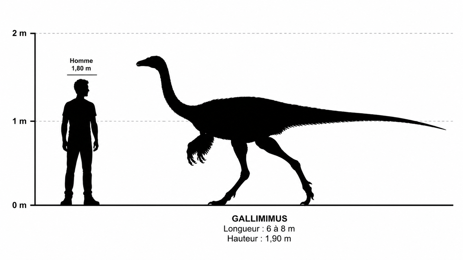 Comparaison de taille entre un Gallimimus bullatus adulte et un être humain mesurant 1,80 m, illustrant les dimensions imposantes de ce grand ornithomimosaurien