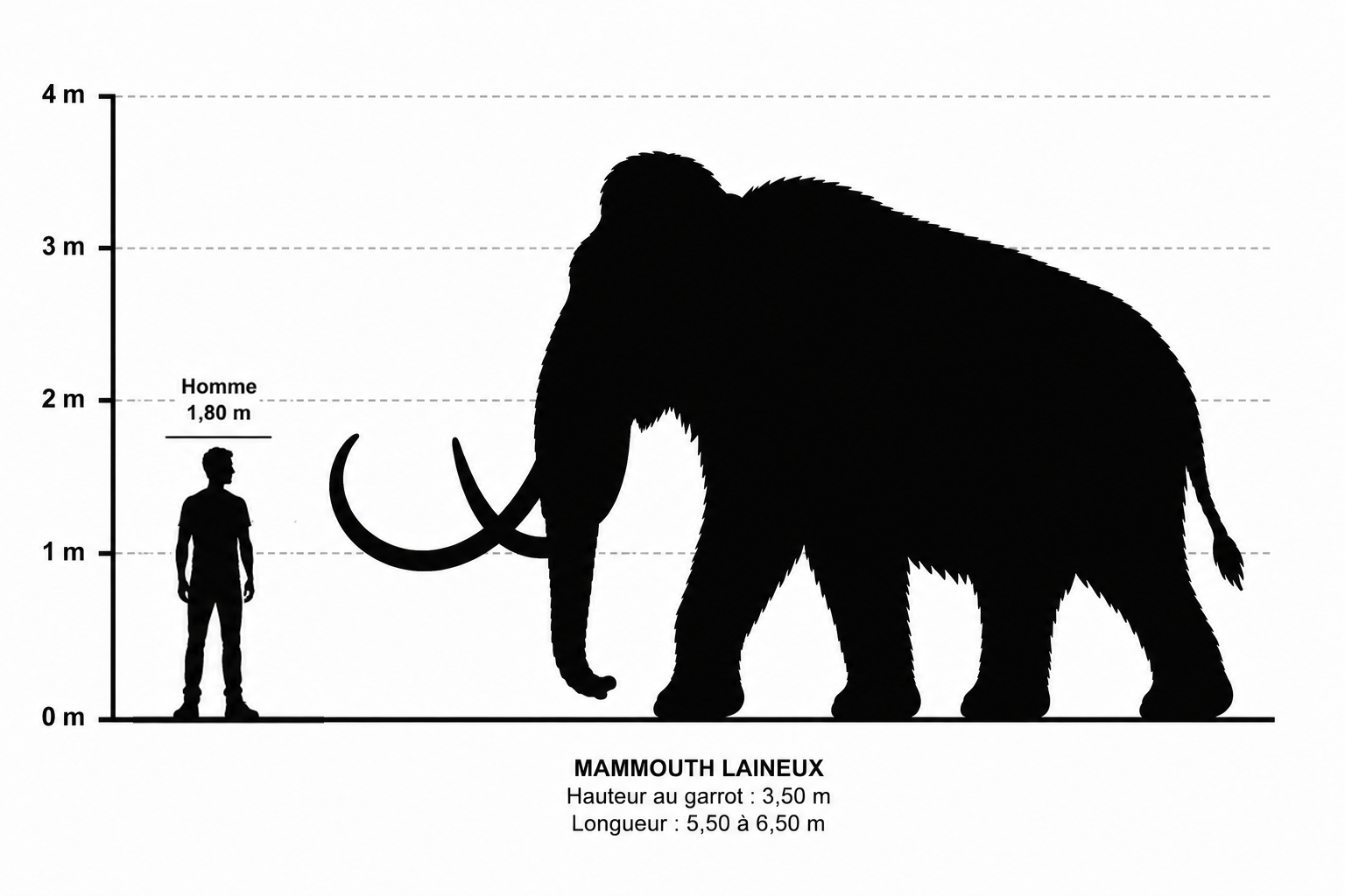 Comparaison de taille entre un mammouth laineux adulte et un être humain mesurant 1,80 m, illustrant les proportions colossales du proboscidien préhistorique