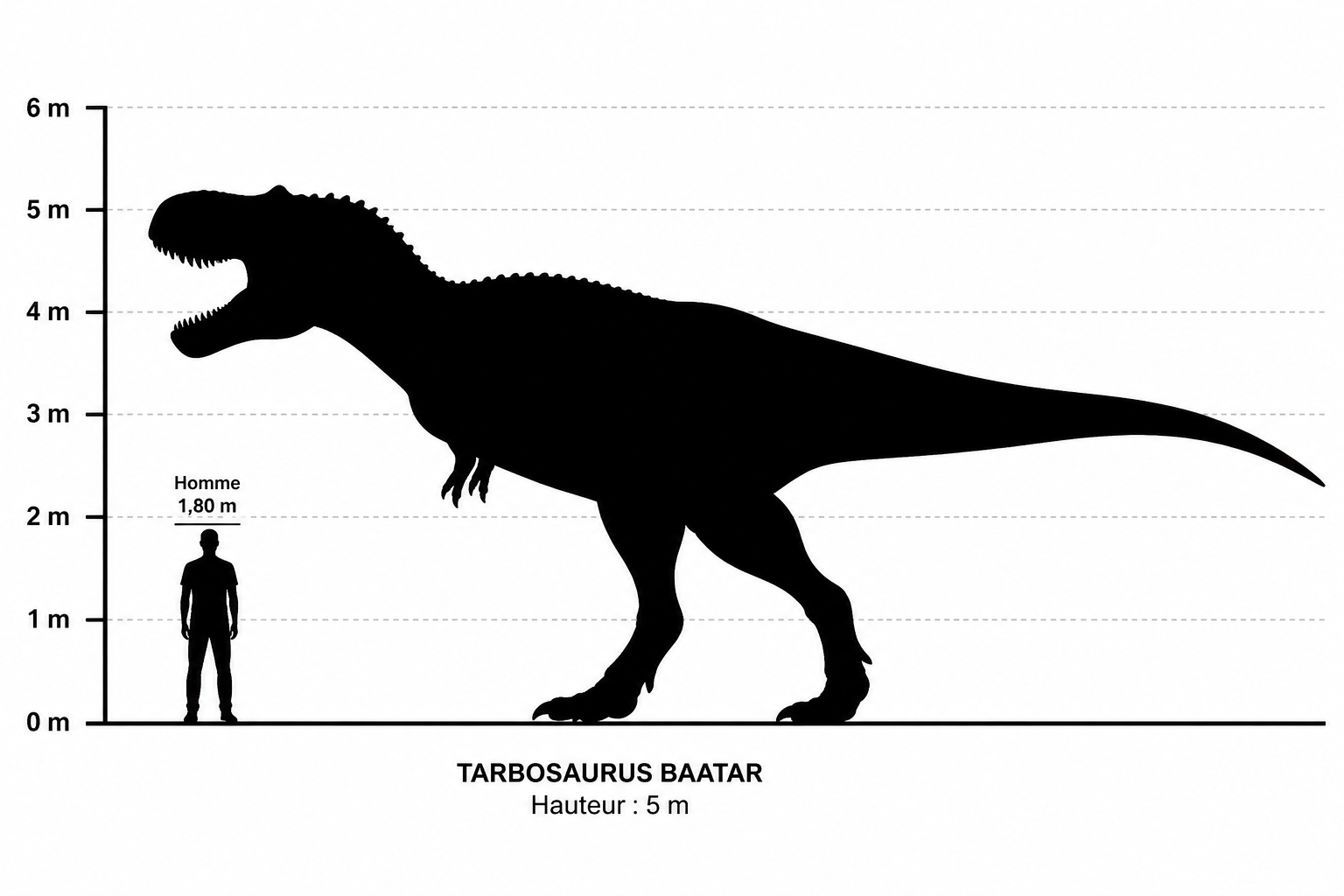 Diagramme de comparaison de taille entre Tarbosaurus bataar (5 m de hauteur) et un être humain (1,80 m)