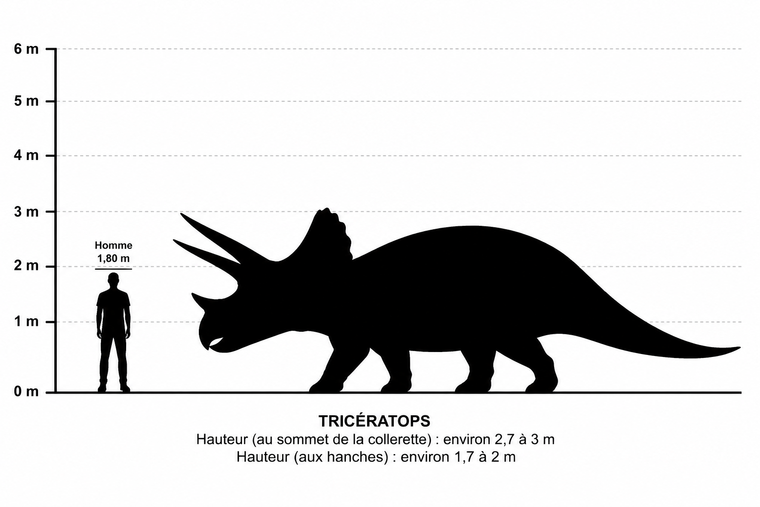 Diagramme de comparaison de taille entre Triceratops horridus et un être humain mesurant 1,80 m