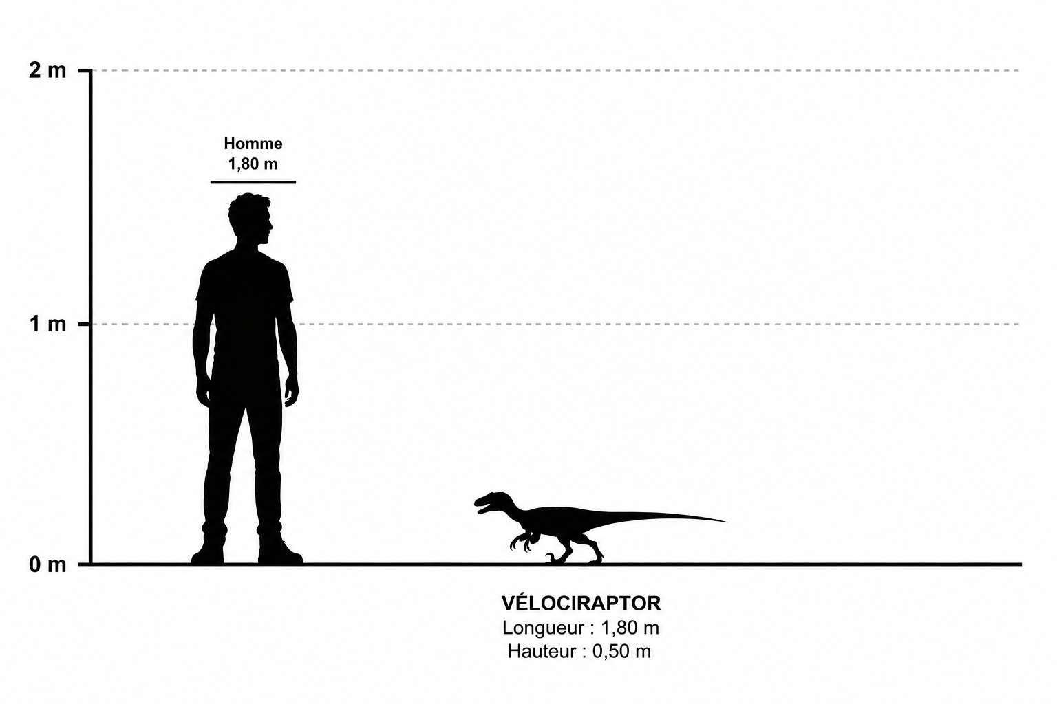 Comparaison de taille entre un Velociraptor mongoliensis et un être humain adulte, montrant que le dinosaure atteignait à peine la hauteur du genou