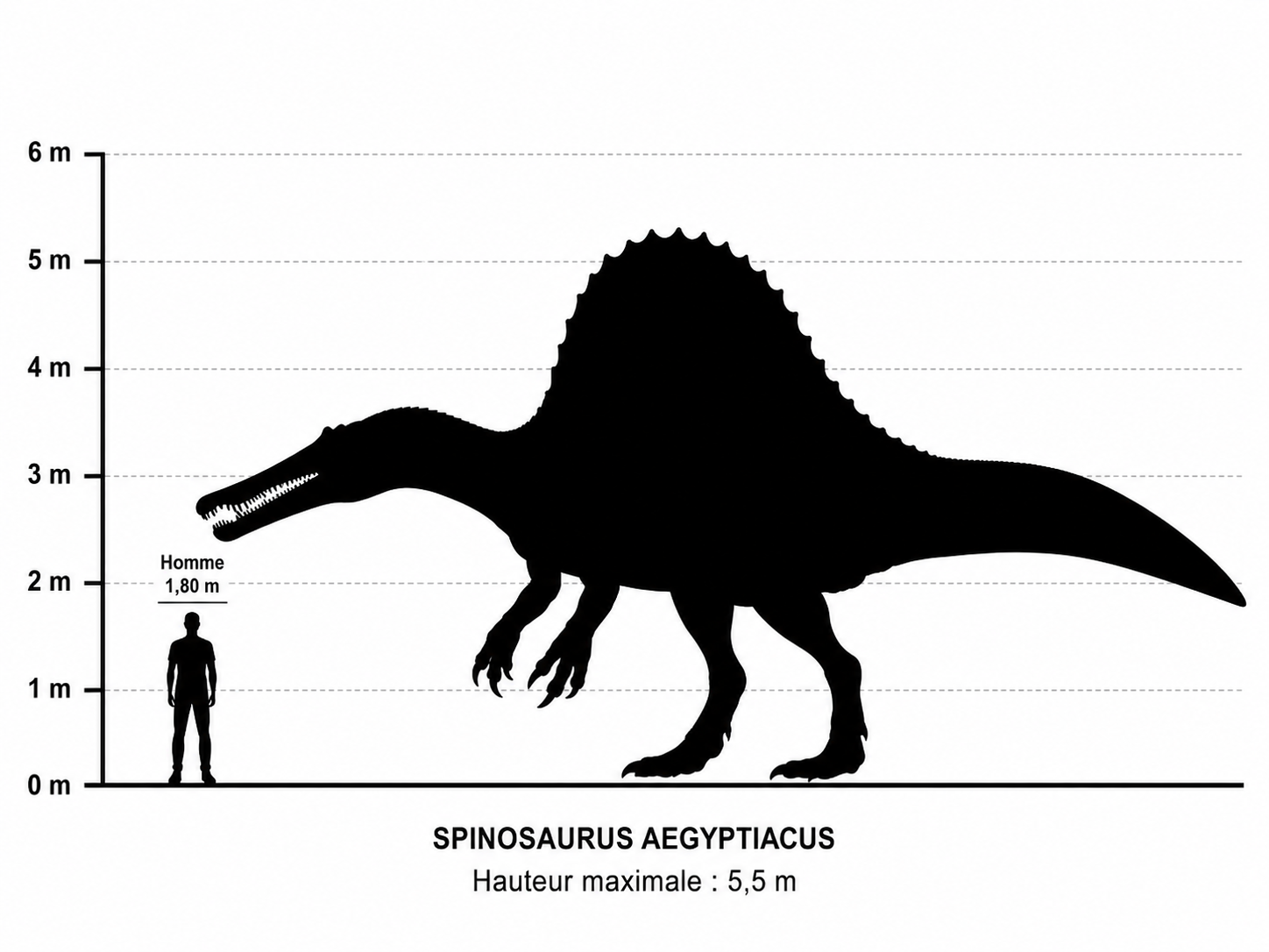 Comparaison de taille entre Spinosaurus aegyptiacus (15 m) et un être humain de 1,80 m