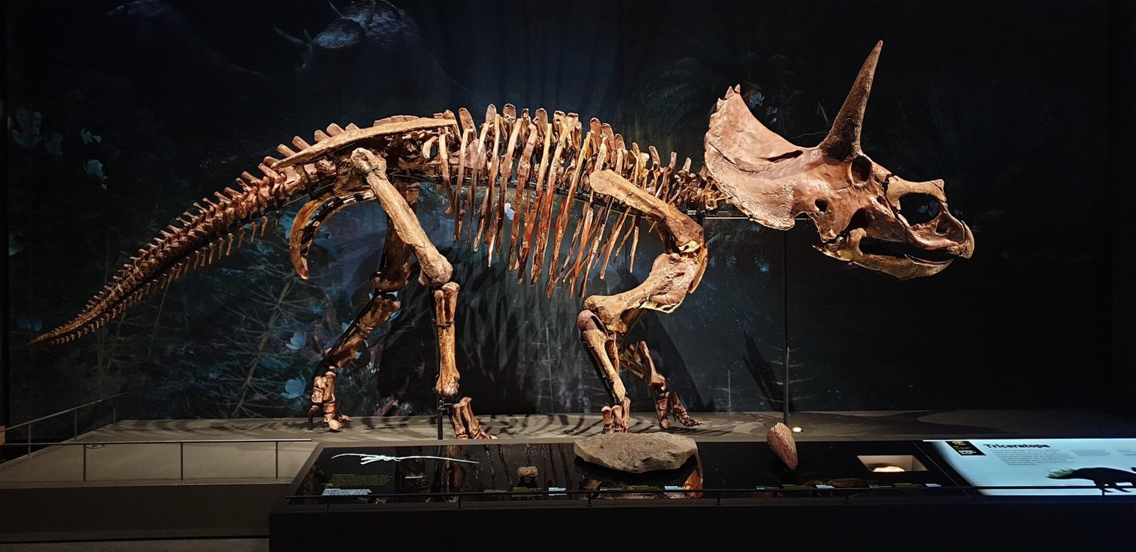 Squelette fossile de Triceratops horridus exposé dans un musée