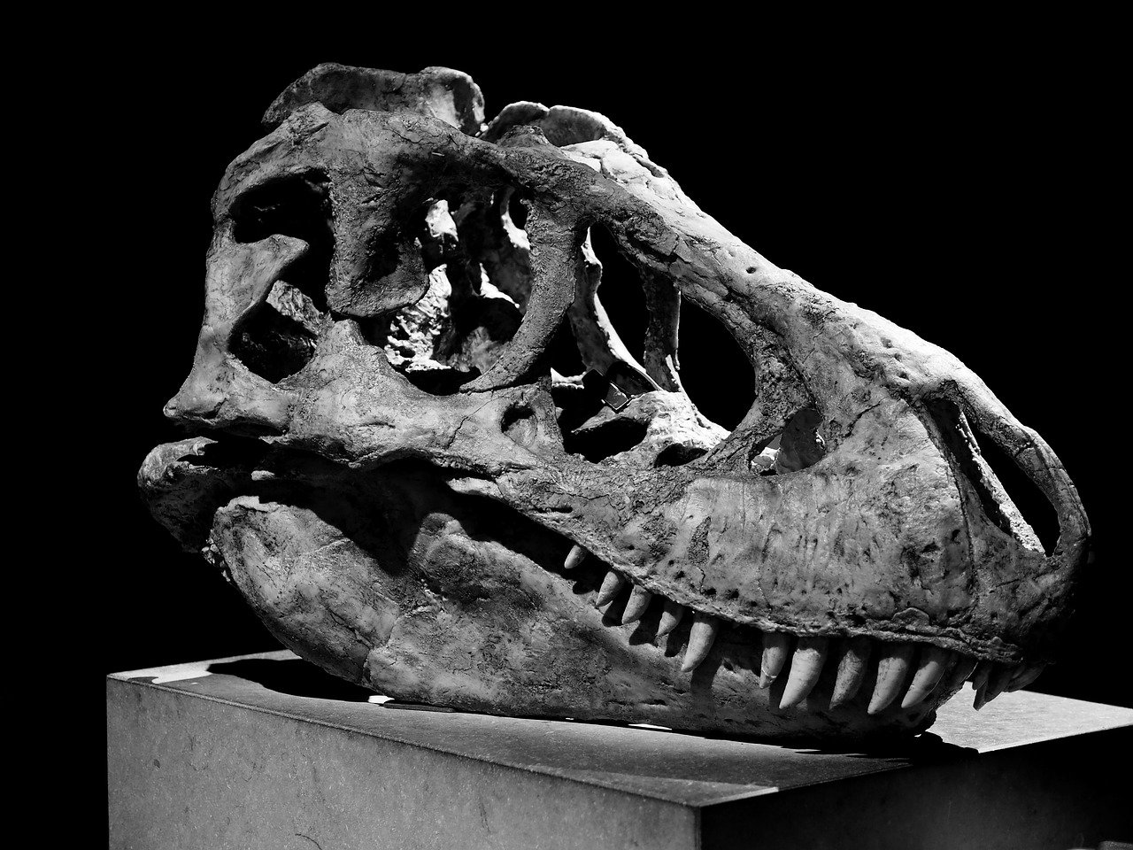 Crâne fossile de Tarbosaurus bataar