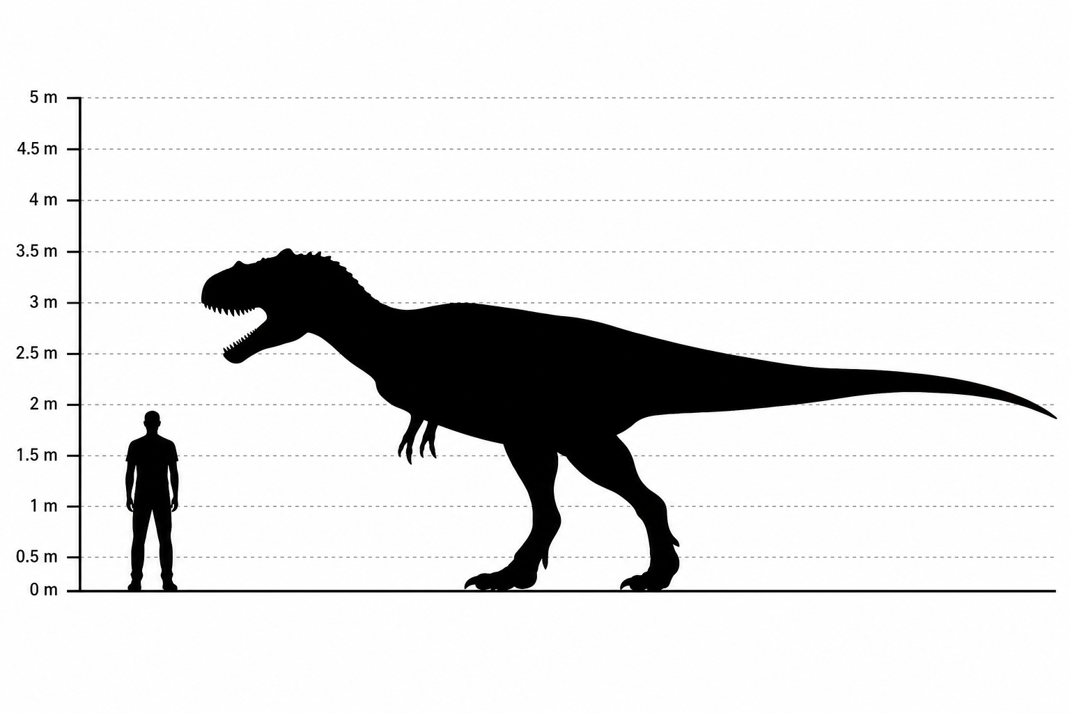Comparaison de taille entre un Allosaurus et un humain adulte de 1,80 m, silhouettes noires à l'échelle, le dinosaure dépassant largement la hauteur de l'homme