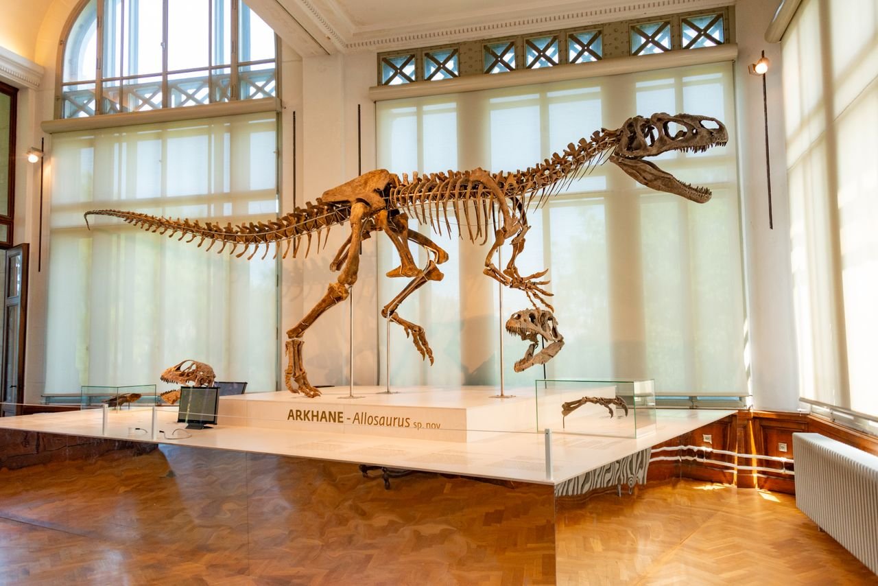 Squelette monté d'Allosaurus dans un musée, en posture de marche, montrant le crâne, les bras à trois doigts et la longue queue