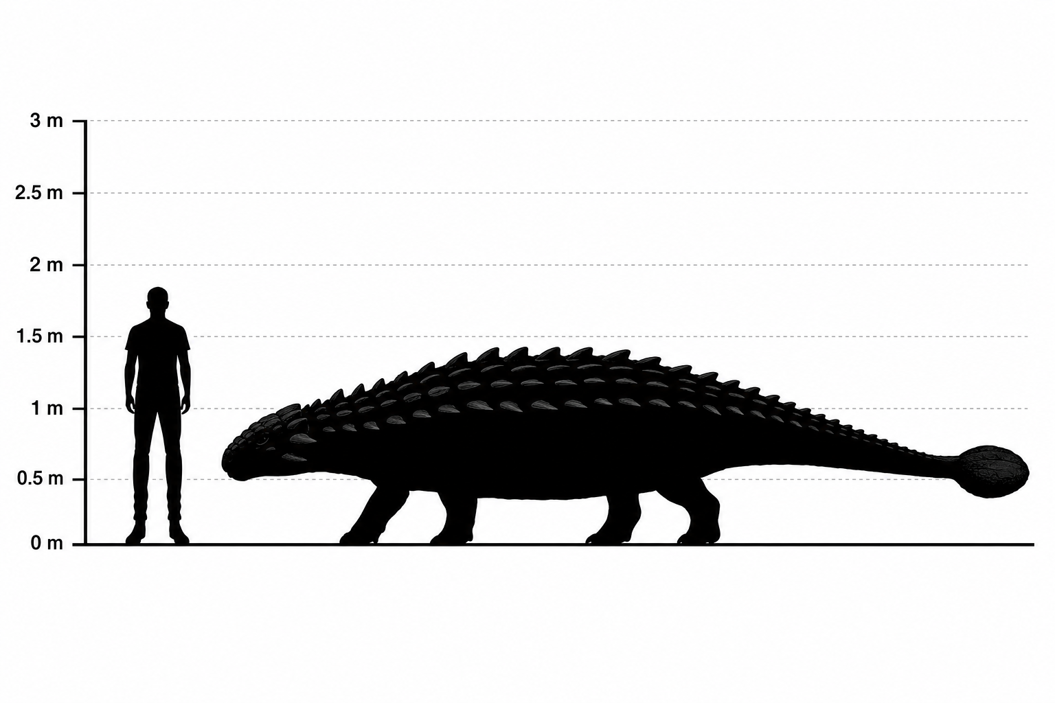 Comparaison de taille entre un Ankylosaurus vu de profil et un humain adulte de 1,80 m, silhouettes noires à l'échelle, le dinosaure étant bas mais très long et massif