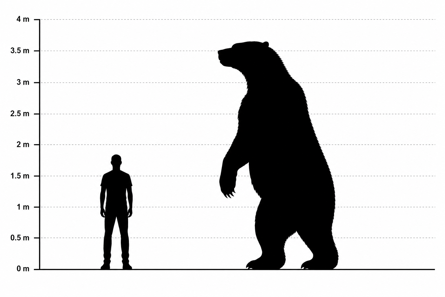 Comparaison de taille entre un Arctodus simus dressé sur ses pattes arrière et un humain adulte de 1,80 m, silhouettes noires à l'échelle, l'ours dépassant les trois mètres