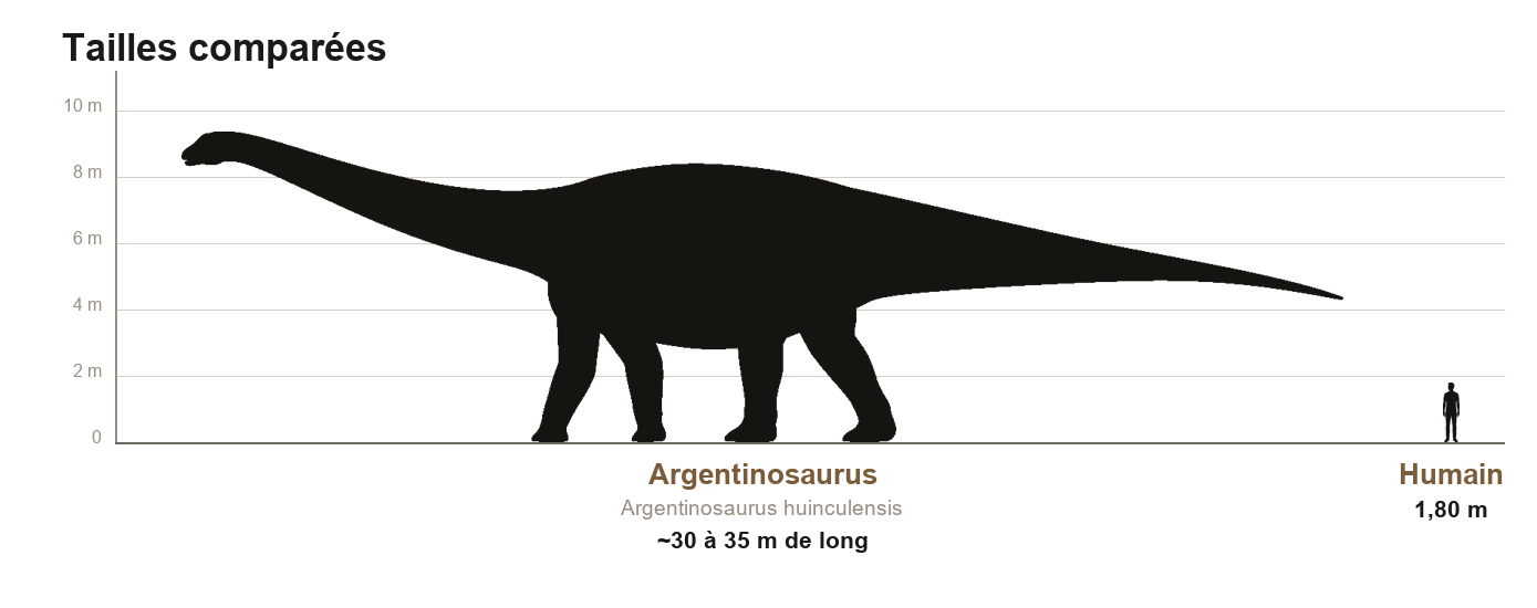 Comparaison de tailles entre un Argentinosaurus d'environ 35 mètres de long vu de profil et un être humain de 1,80 mètre, à la même échelle
