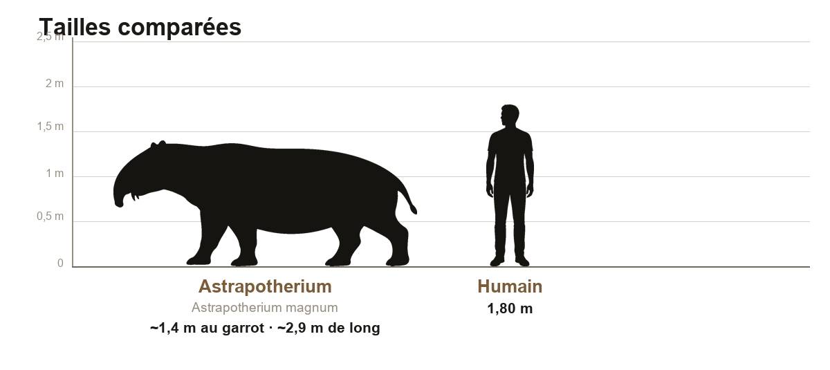 Comparaison de taille entre l'Astrapotherium, mammifère d'environ 1,4 m au garrot, et un humain de 1,80 m, sur une échelle graduée