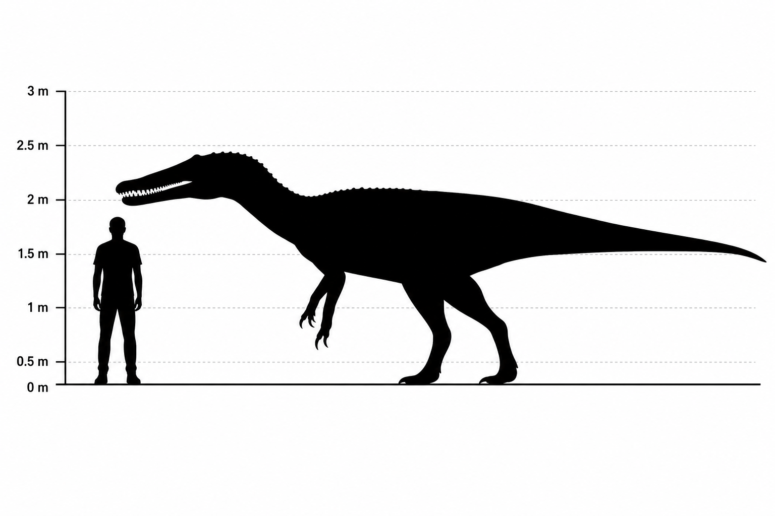 Comparaison de taille entre Baryonyx walkeri (environ 8,5 m de long) et un être humain de 1,80 m