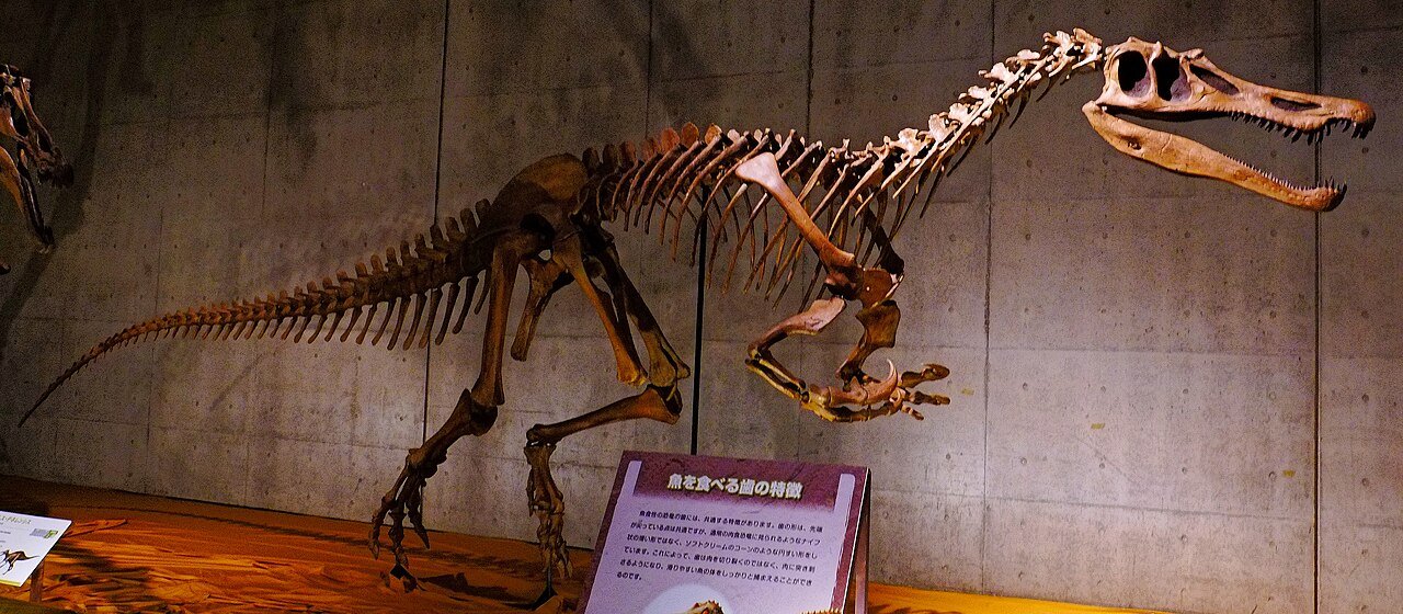 Squelette monté de Baryonyx walkeri en vue latérale, museau longiligne crocodilien et longue griffe au pouce