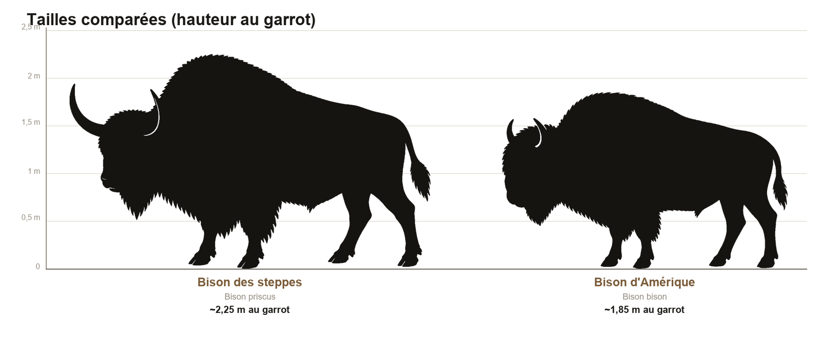 Comparaison de tailles entre le bison des steppes, plus grand et plus encorné, et le bison d'Amérique actuel, à la même échelle
