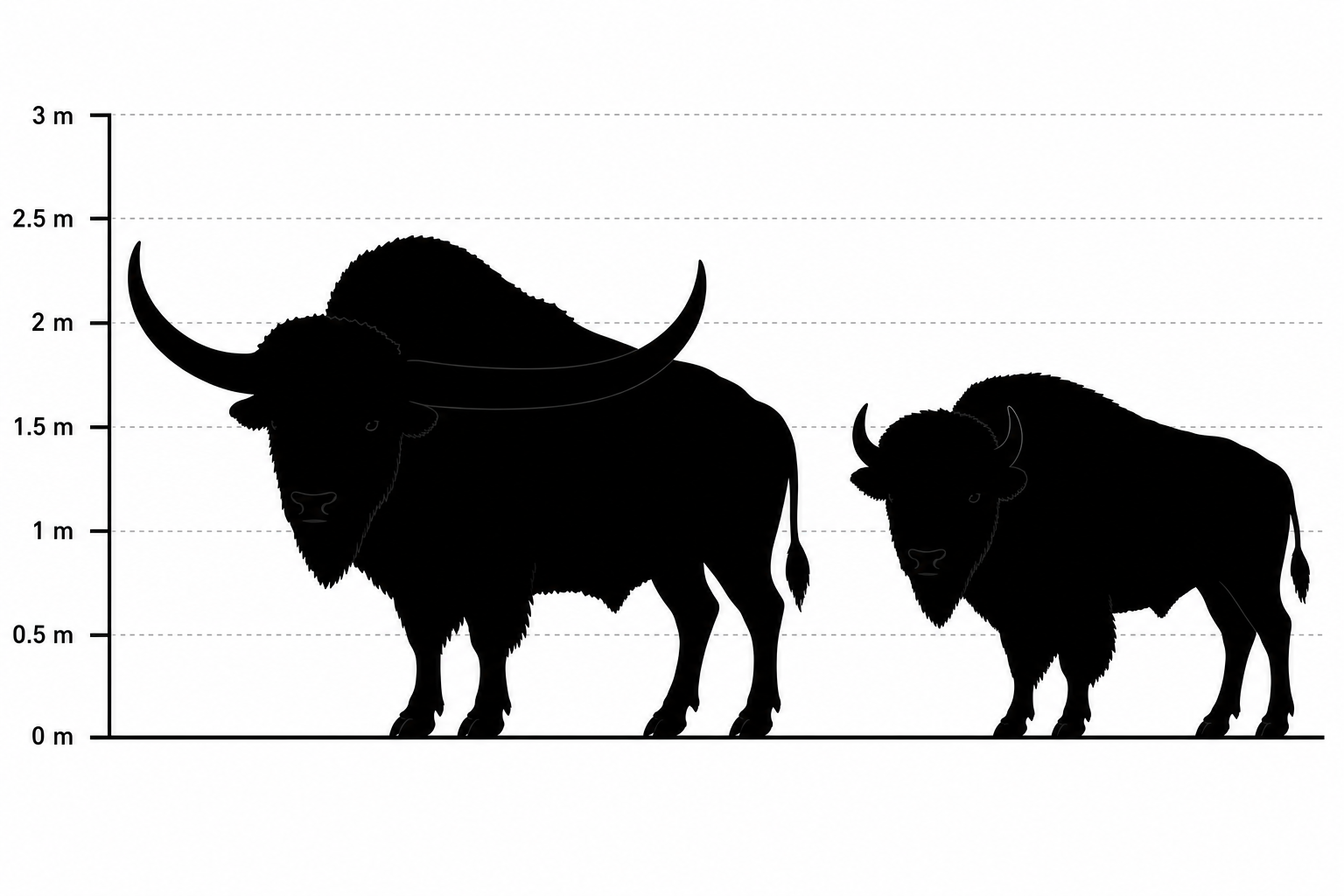 Comparaison de taille entre le Bison latifrons et le bison américain actuel, silhouettes noires à l'échelle, le bison fossile bien plus grand et aux cornes beaucoup plus larges