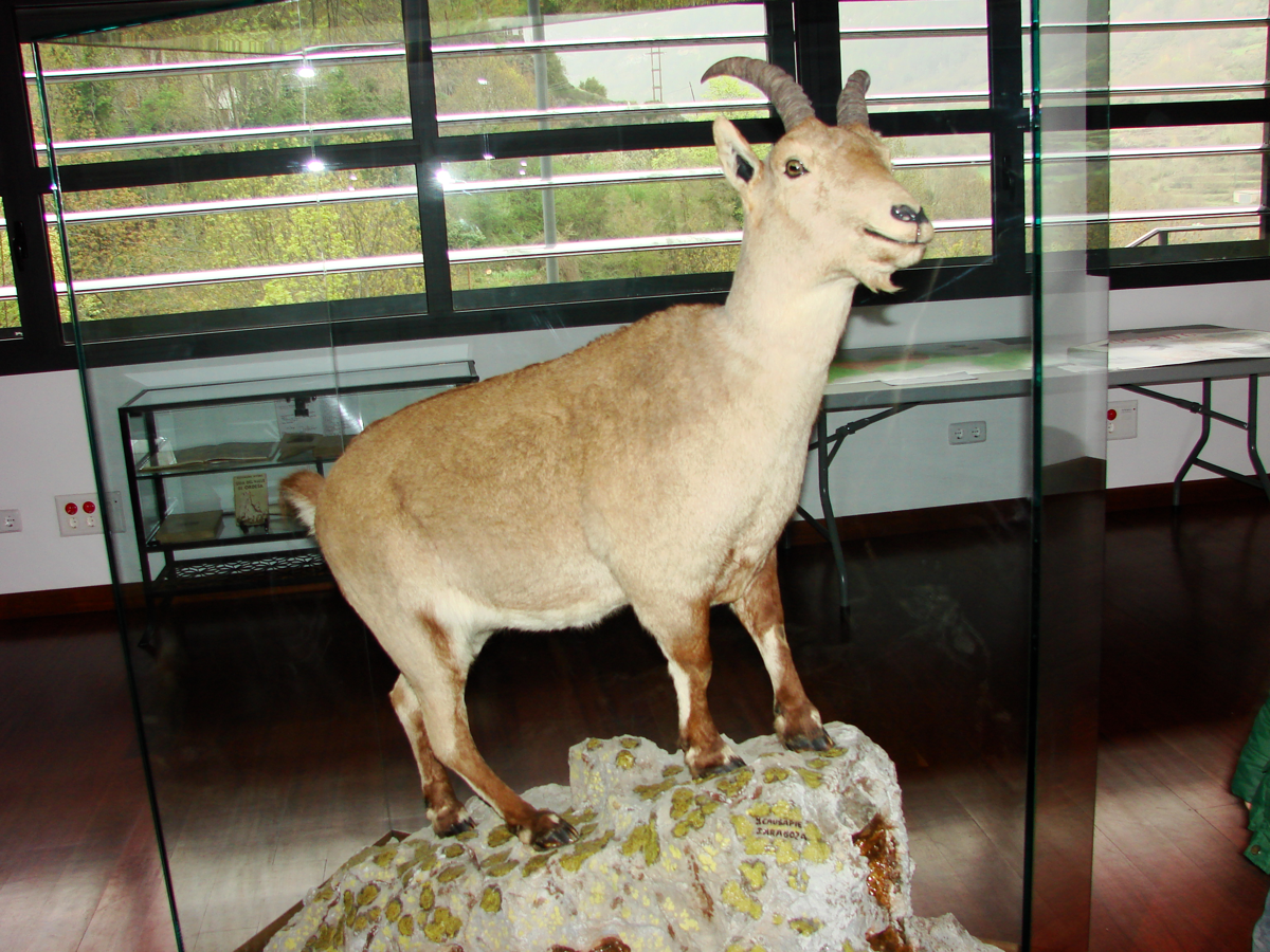 Photographie de Celia, le dernier bouquetin des Pyrénées, conservée en spécimen naturalisé dans une vitrine de musée