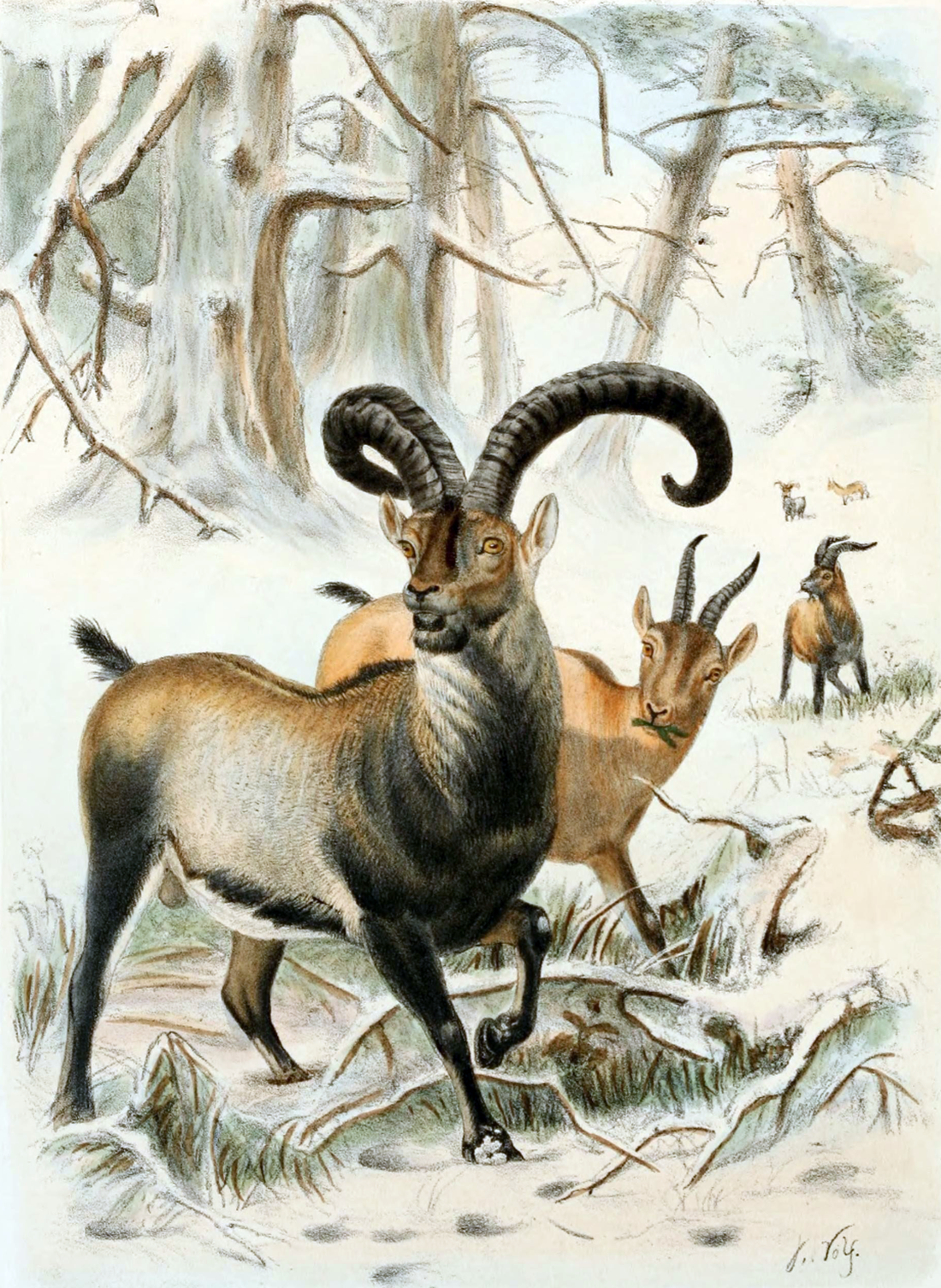 Planche historique en couleurs représentant un bouquetin des Pyrénées mâle et des femelles dans une forêt enneigée