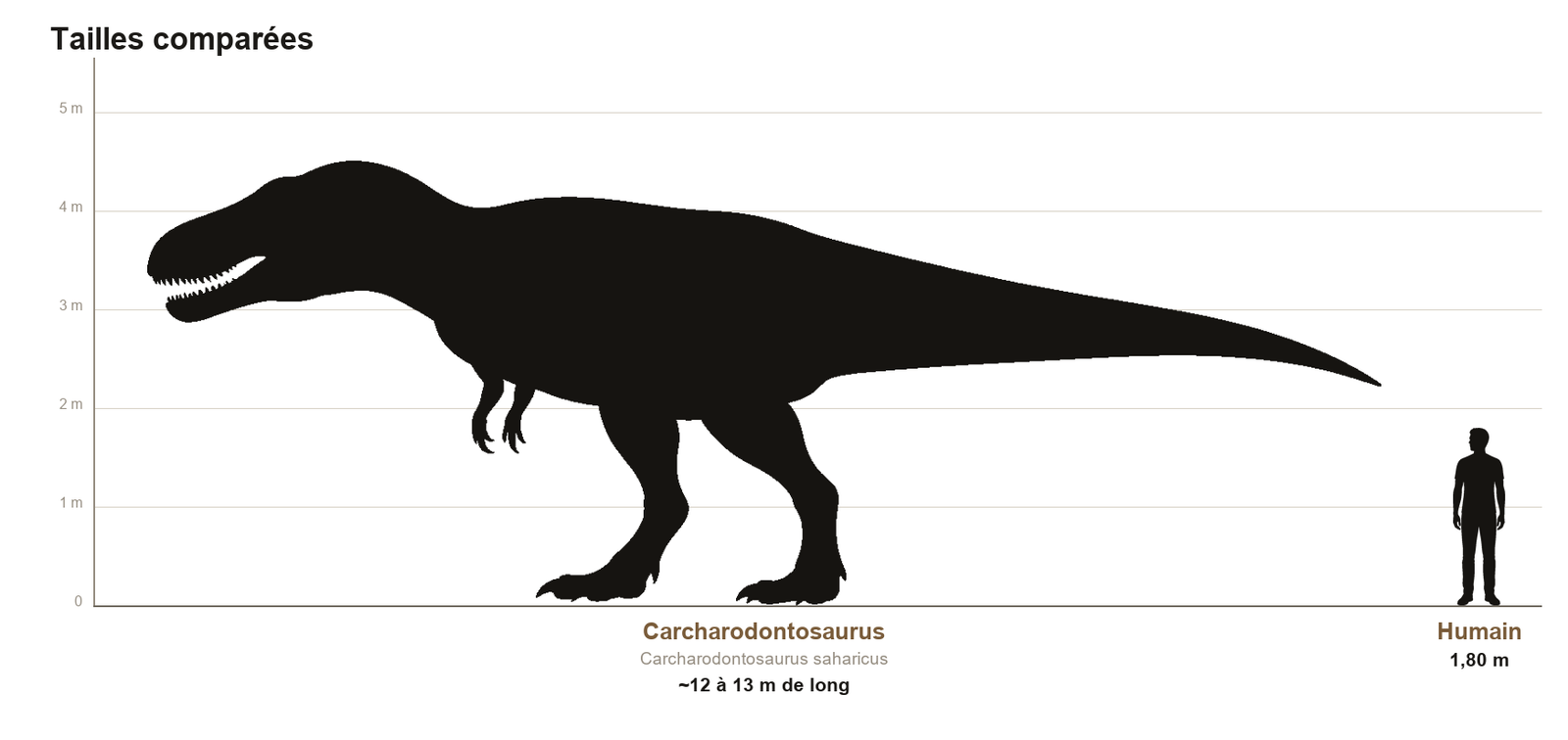 Comparaison de taille entre le Carcharodontosaurus, théropode de 12 à 13 mètres de long, et un humain de 1,80 m, sur une échelle graduée