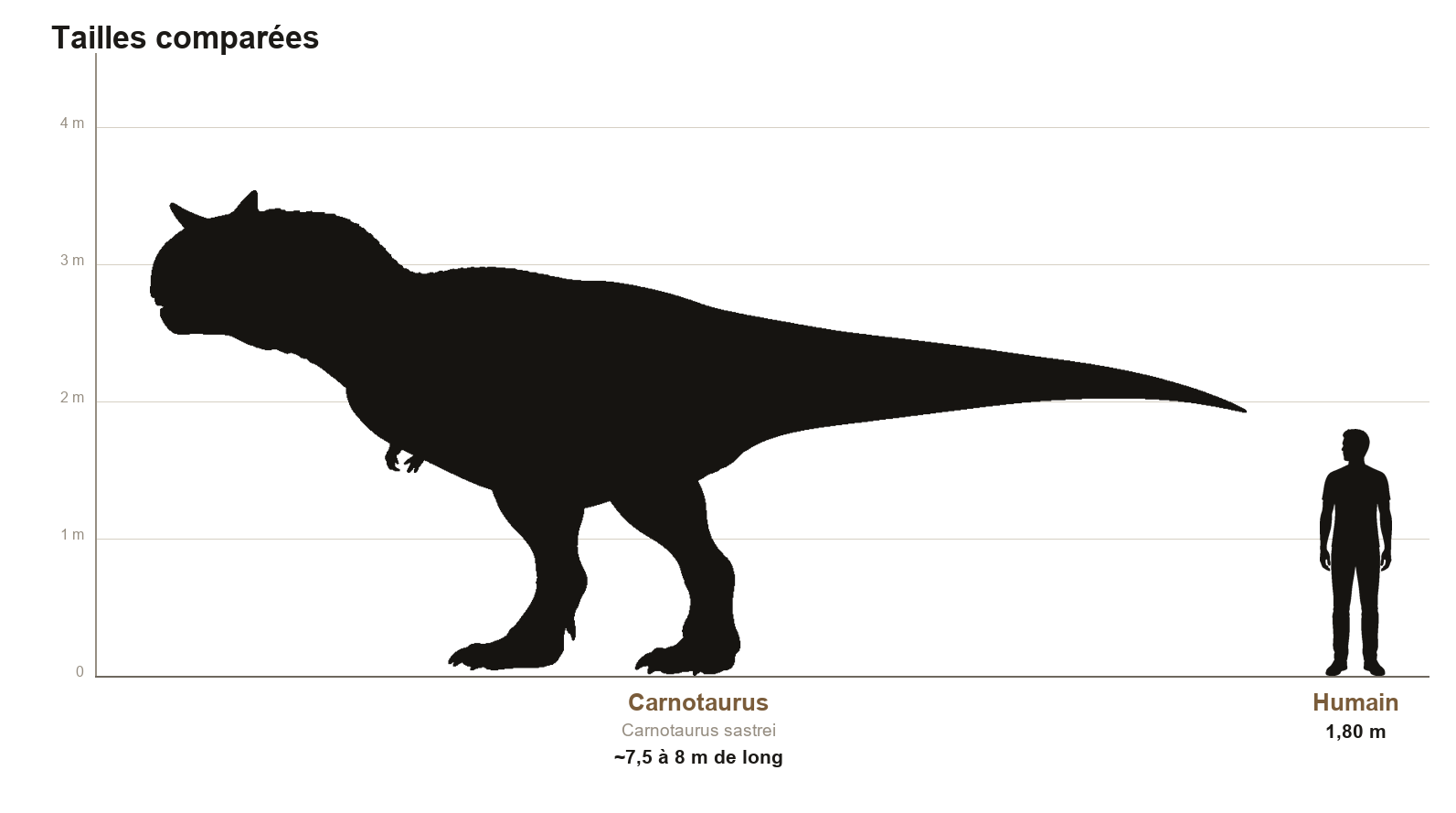 Comparaison de taille entre le Carnotaurus, théropode d'environ 8 mètres de long, et un humain de 1,80 m, sur une échelle graduée