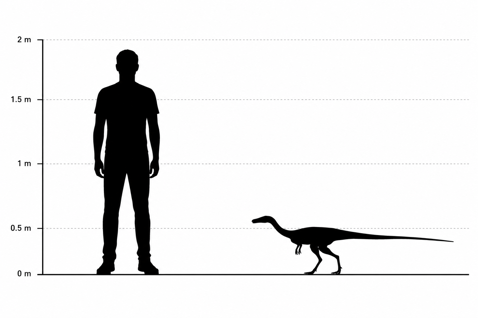 Comparaison de taille entre un Compsognathus et un humain adulte de 1,80 m, silhouettes noires à l'échelle, le petit dinosaure n'arrivant qu'au niveau du genou