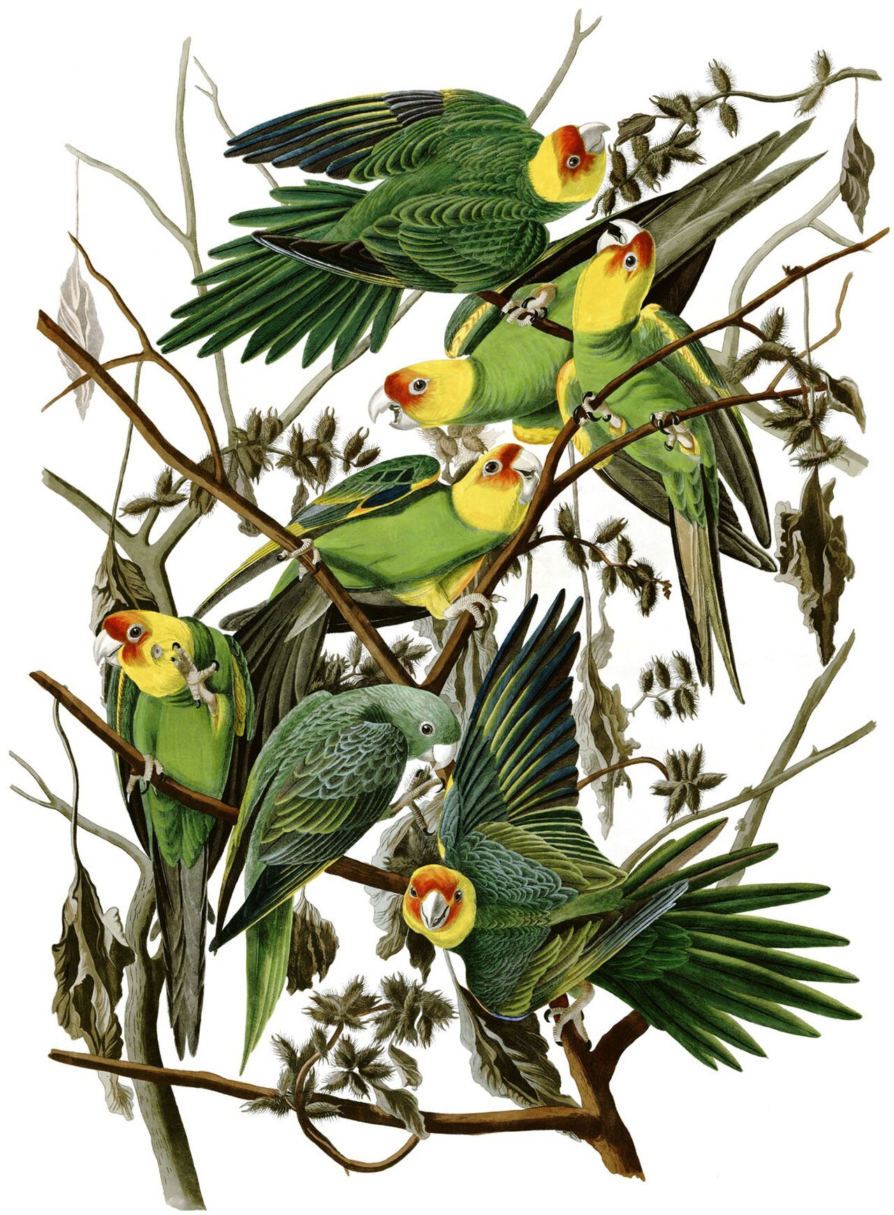 Planche d'Audubon représentant des Conures de Caroline aux couleurs vives sur une branche de lampourde