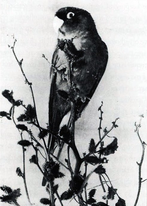 Photographie ancienne en noir et blanc d'une Conure de Caroline vivante perchée sur des branches de lampourde, vers 1900
