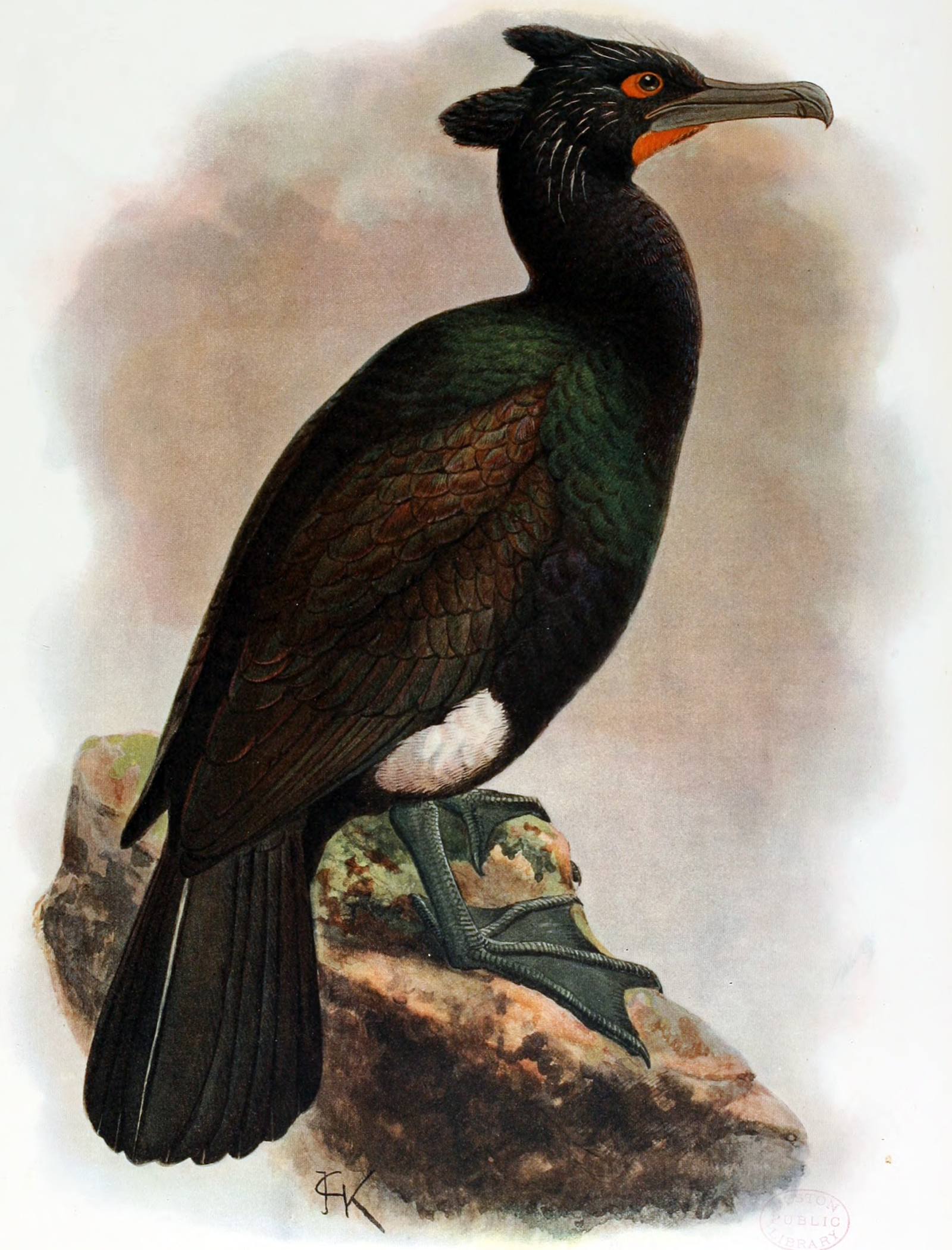 Planche d'histoire naturelle de 1907 représentant un cormoran de Pallas au plumage noir verdâtre, à la huppe, au cercle orangé autour de l'œil et à la tache blanche sur la cuisse, perché sur un rocher