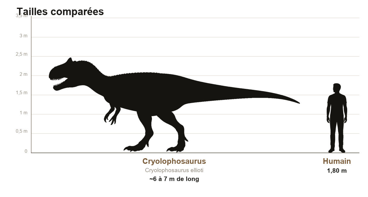 Comparaison de taille entre le Cryolophosaurus, théropode d'environ six à sept mètres de long, et un humain de 1,80 m, sur une échelle graduée