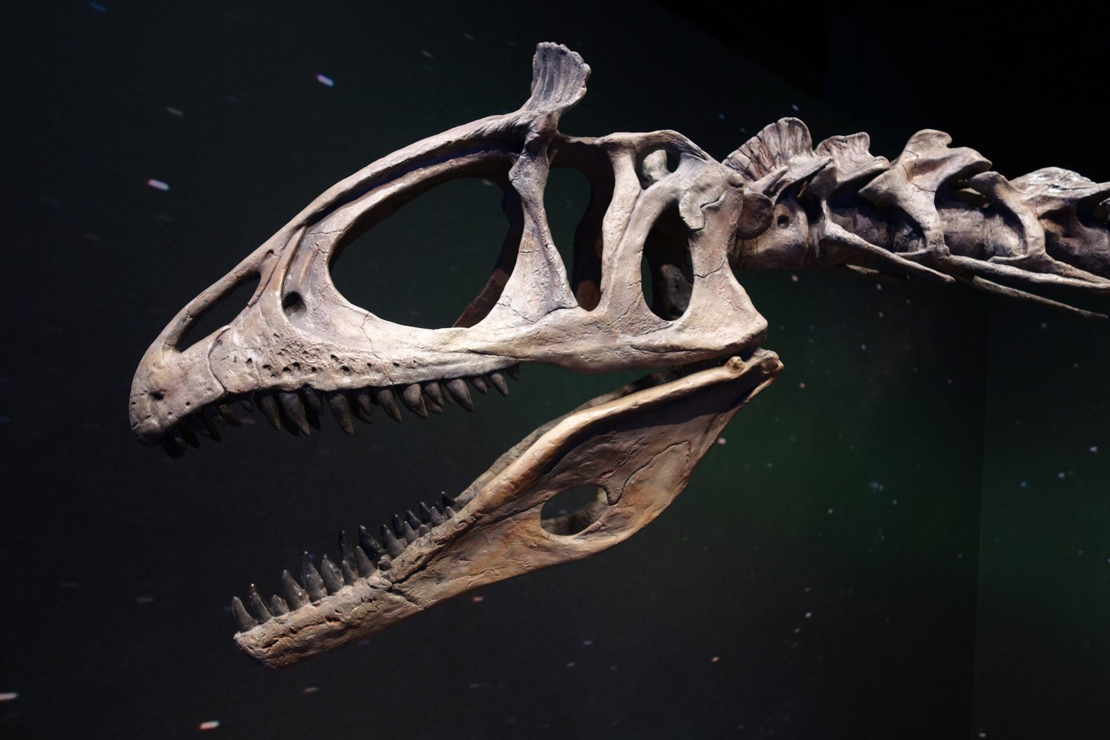 Crâne fossile (moulage) de Cryolophosaurus, montrant la fine crête osseuse plissée dressée en travers, au-dessus des orbites