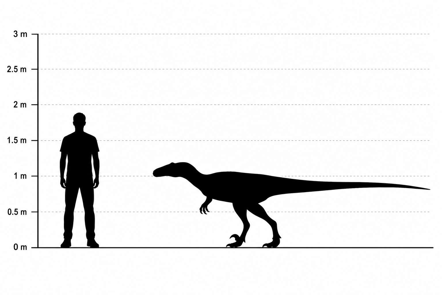 Comparaison de taille entre un Deinonychus antirrhopus et un humain adulte de 1,80 m, silhouettes noires à l'échelle, le dinosaure arrivant à hauteur de taille