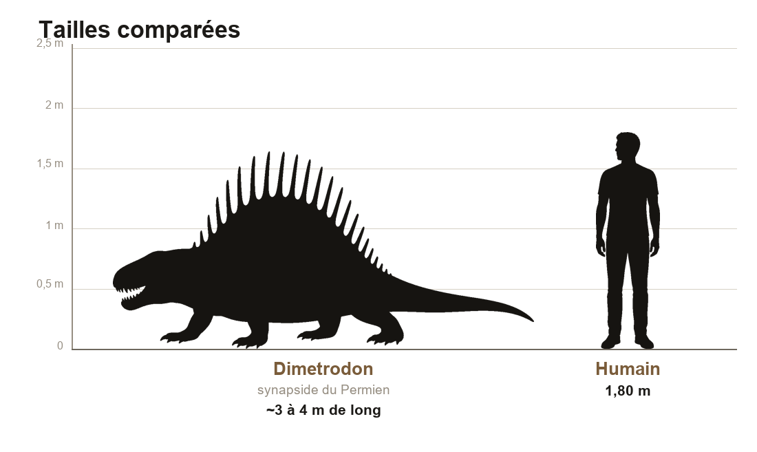 Comparaison de taille entre le Dimetrodon, prédateur de 3 à 4 mètres de long, et un humain de 1,80 m, sur une échelle graduée