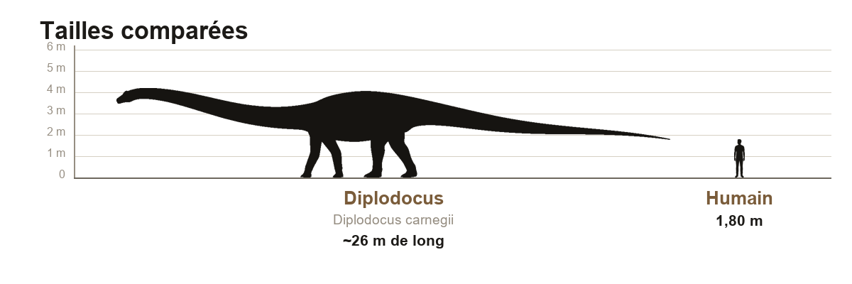 Comparaison de taille entre un Diplodocus carnegii adulte d'environ 26 mètres de long et un être humain de 1,80 m