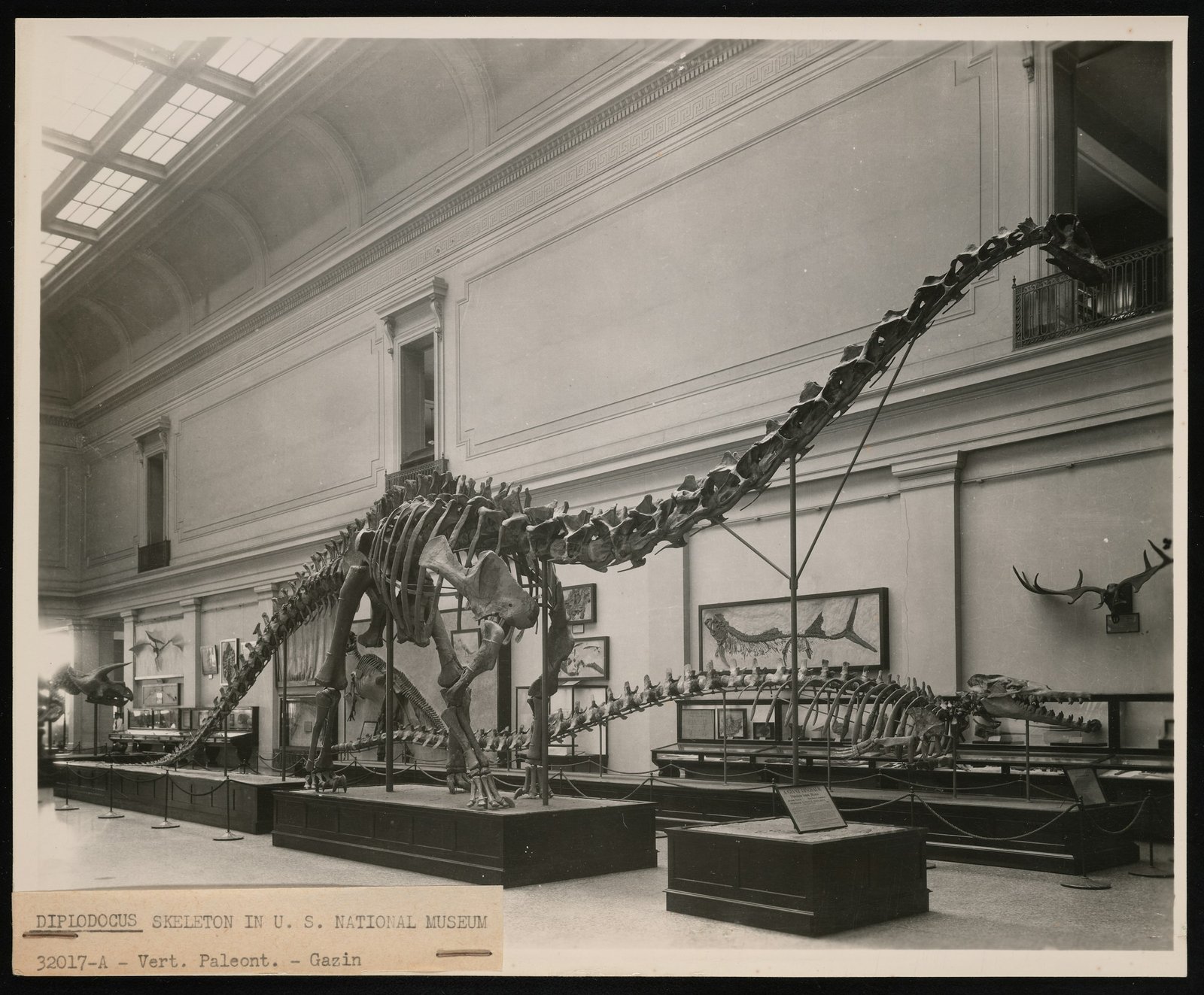 Squelette monté de Diplodocus au U.S. National Museum (Smithsonian), photographie d'archive, la queue traînant au sol selon l'ancienne reconstitution