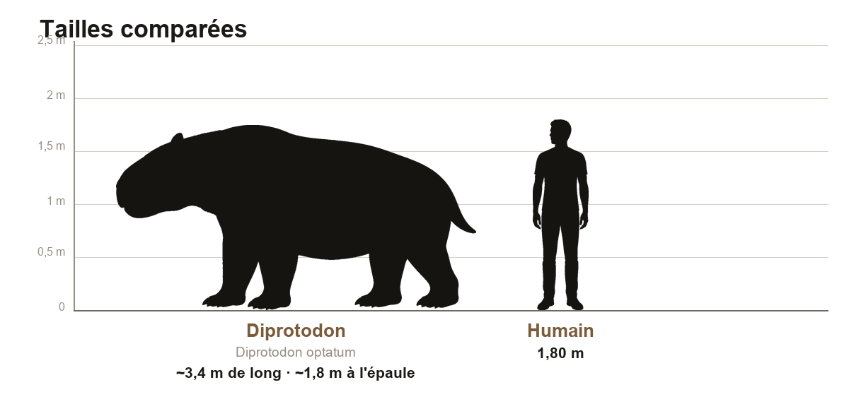 Comparaison de taille entre le Diprotodon, marsupial d'environ 3,4 mètres de long et 1,8 mètre à l'épaule, et un humain de 1,80 m, sur une échelle graduée