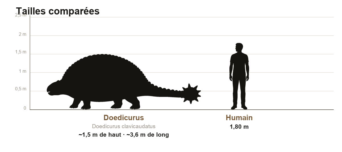 Comparaison de taille entre le Doedicurus, mammifère cuirassé d'environ 1,5 m de haut et 3,6 m de long, et un humain de 1,80 m, sur une échelle graduée