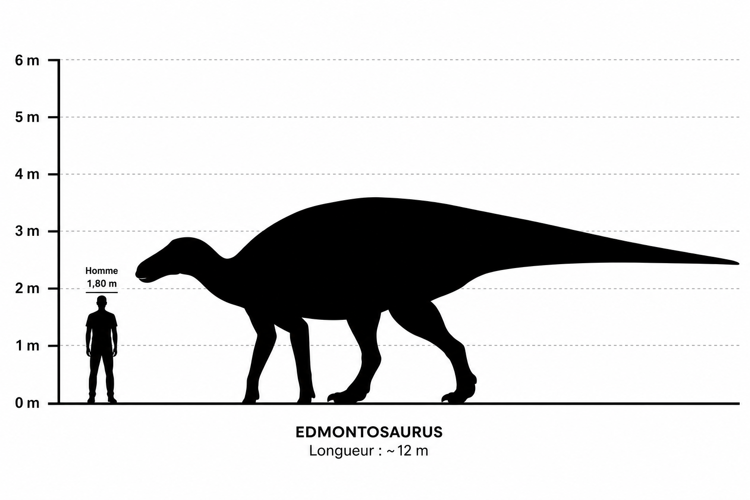 Comparaison de taille entre un Edmontosaurus et un humain de 1,80 m, silhouettes noires à l'échelle