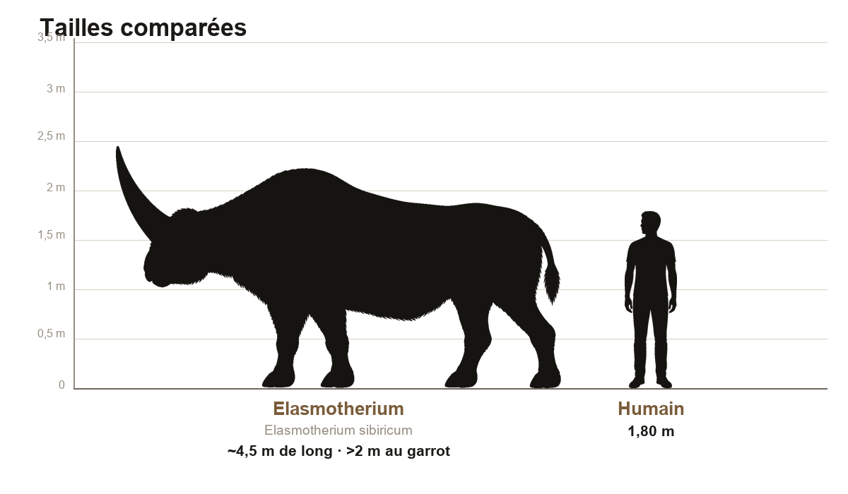 Comparaison de taille entre l'Elasmotherium, rhinocéros géant de plus de deux mètres au garrot, et un humain de 1,80 m, sur une échelle graduée