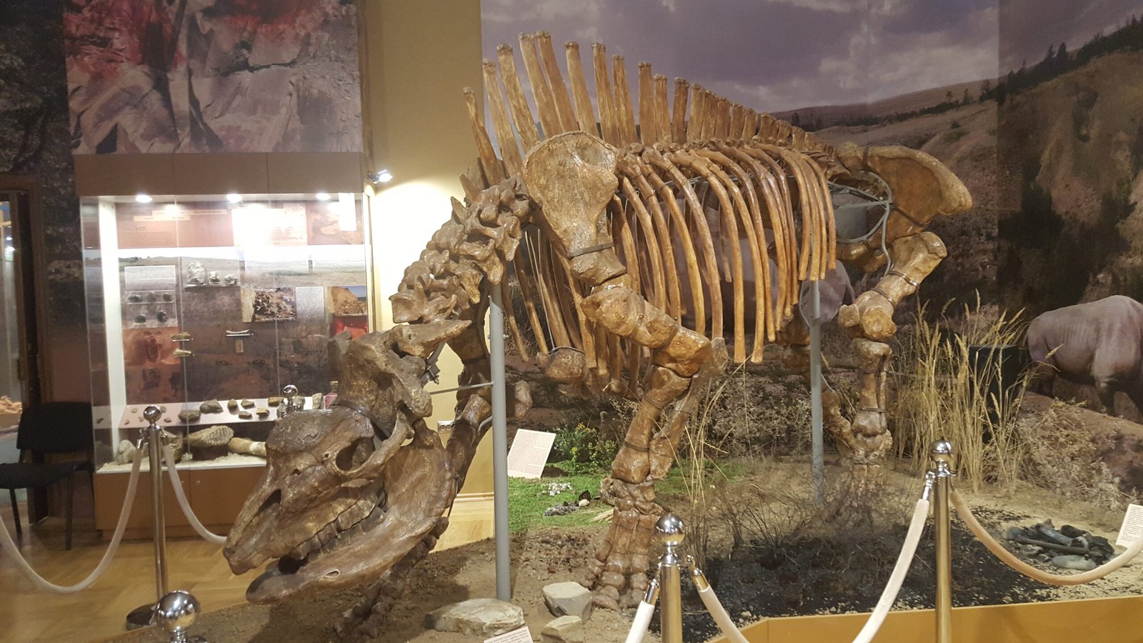 Squelette monté d'Elasmotherium dans un musée, montrant l'énorme dôme osseux bombé sur le crâne, le corps massif et les longues pattes