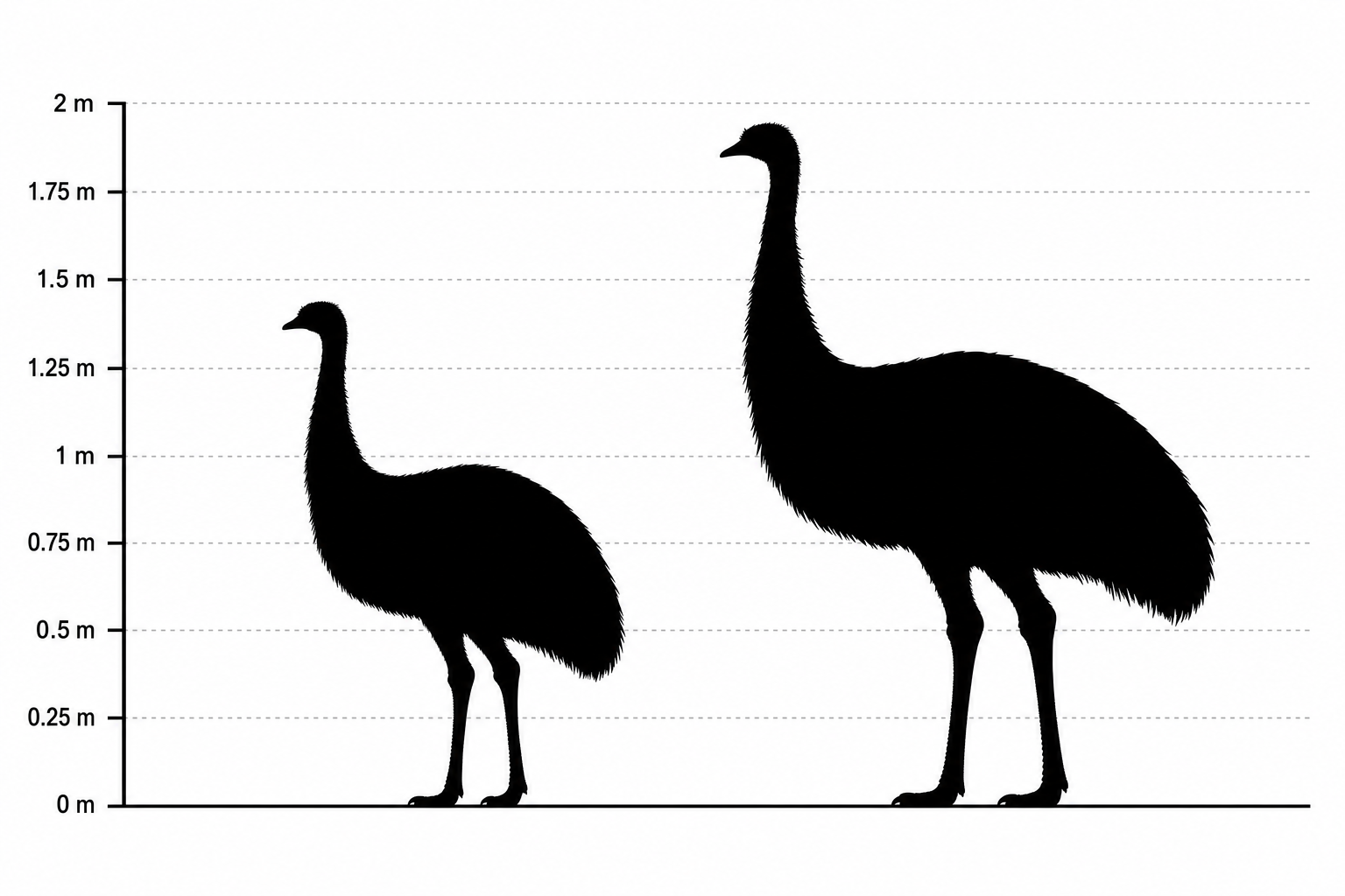 Comparaison de tailles entre l'émeu de Baudin, plus petit, et l'émeu commun d'Australie, plus grand, représentés en silhouette à la même échelle
