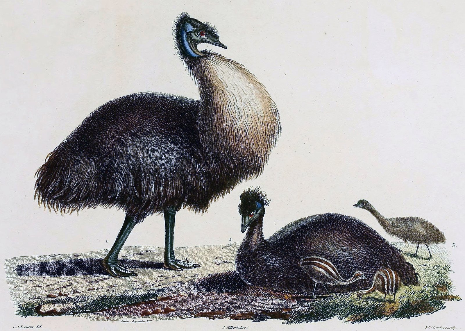 Gravure ancienne de Charles-Alexandre Lesueur représentant des émeus nains rapportés par l'expédition Baudin