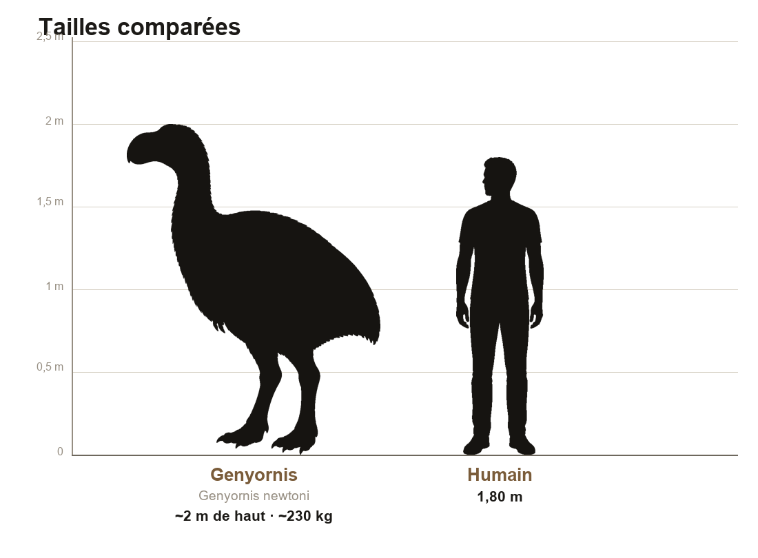 Comparaison de taille entre Genyornis, oiseau géant d'environ 2 mètres de haut, et un humain de 1,80 m, sur une échelle graduée