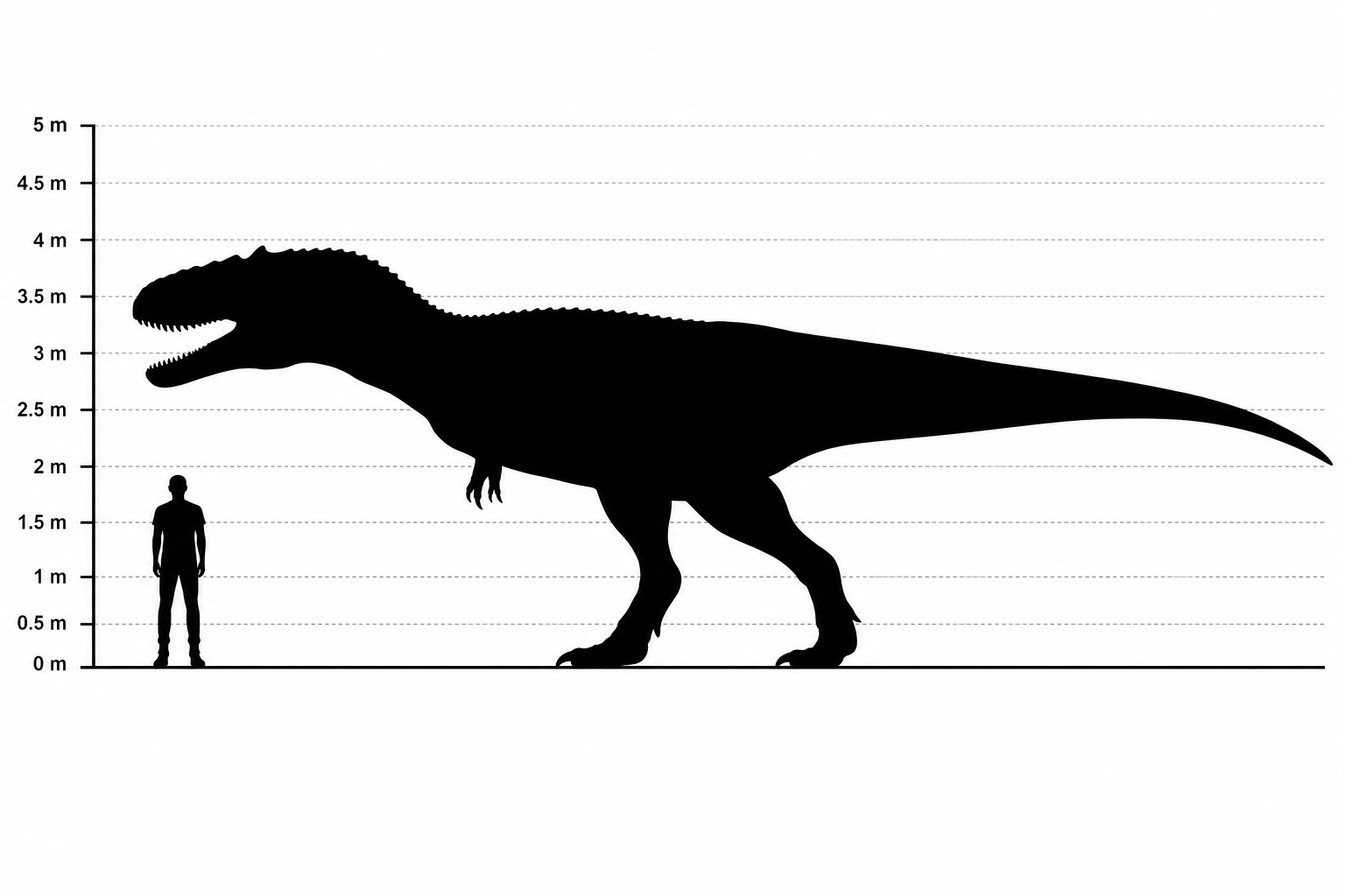 Comparaison de tailles entre un Giganotosaurus d'environ 13 mètres de long vu de profil et un être humain de 1,80 mètre, à la même échelle