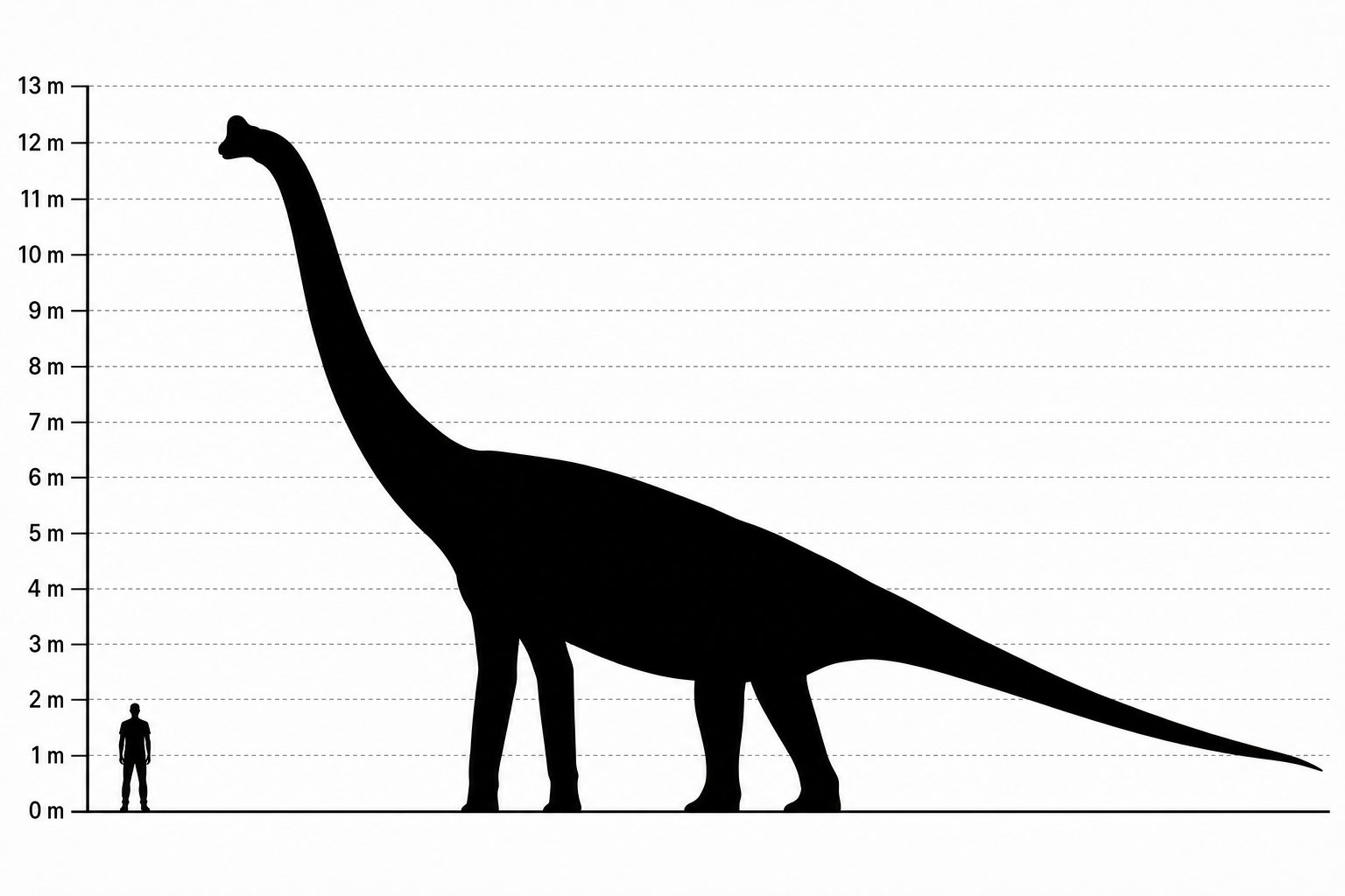 Comparaison de taille entre un Giraffatitan d'environ 12 mètres de haut et un être humain de 1,80 m, à la même échelle
