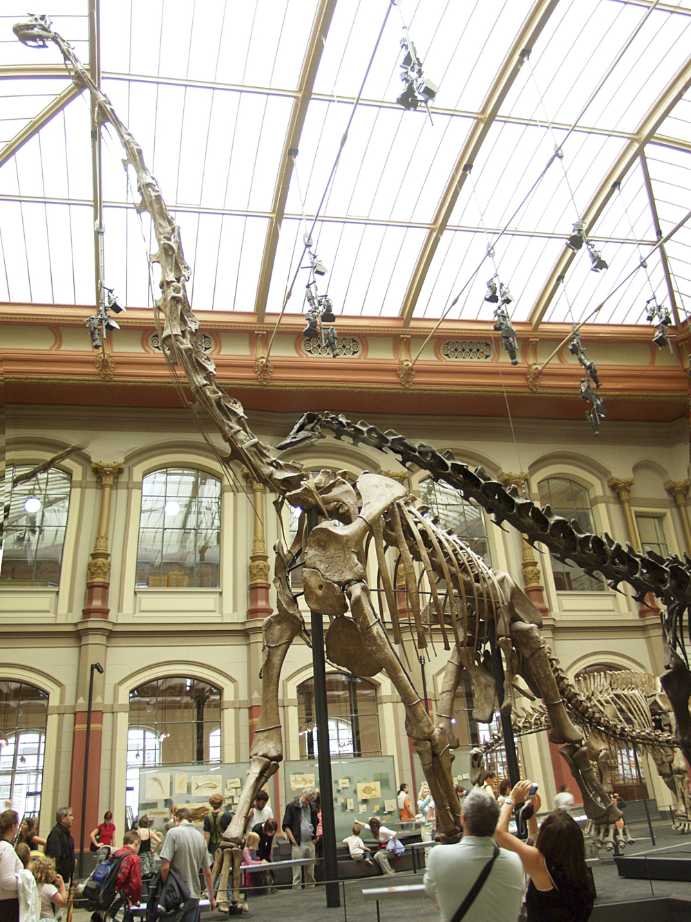 Le squelette monté de Giraffatitan brancai dans le hall du Muséum d'histoire naturelle de Berlin, le plus grand squelette de dinosaure monté au monde