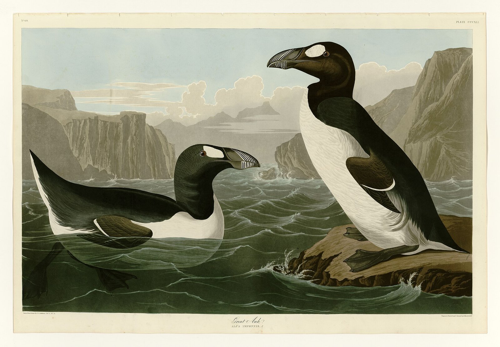 Planche de John James Audubon représentant deux grands pingouins, l'un nageant et l'autre debout sur un rocher, devant les falaises de l'Atlantique Nord