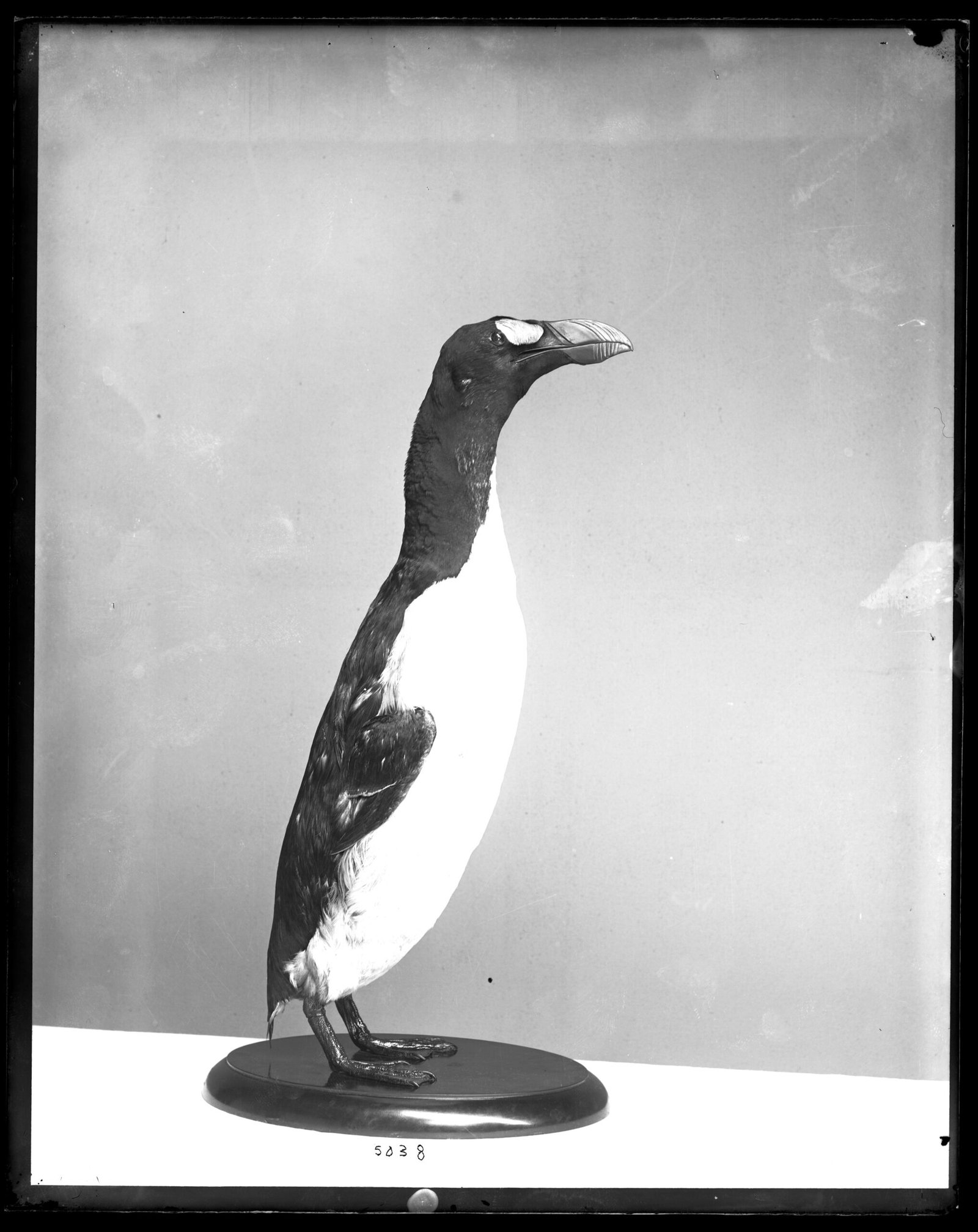 Photographie ancienne d'un spécimen naturalisé de grand pingouin monté sur un socle, conservé au musée