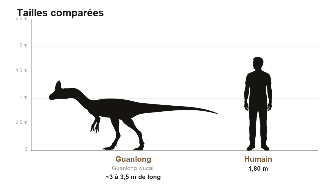Comparaison de taille entre le Guanlong, théropode d'environ 3 à 3,5 mètres de long, et un humain de 1,80 m, sur une échelle graduée