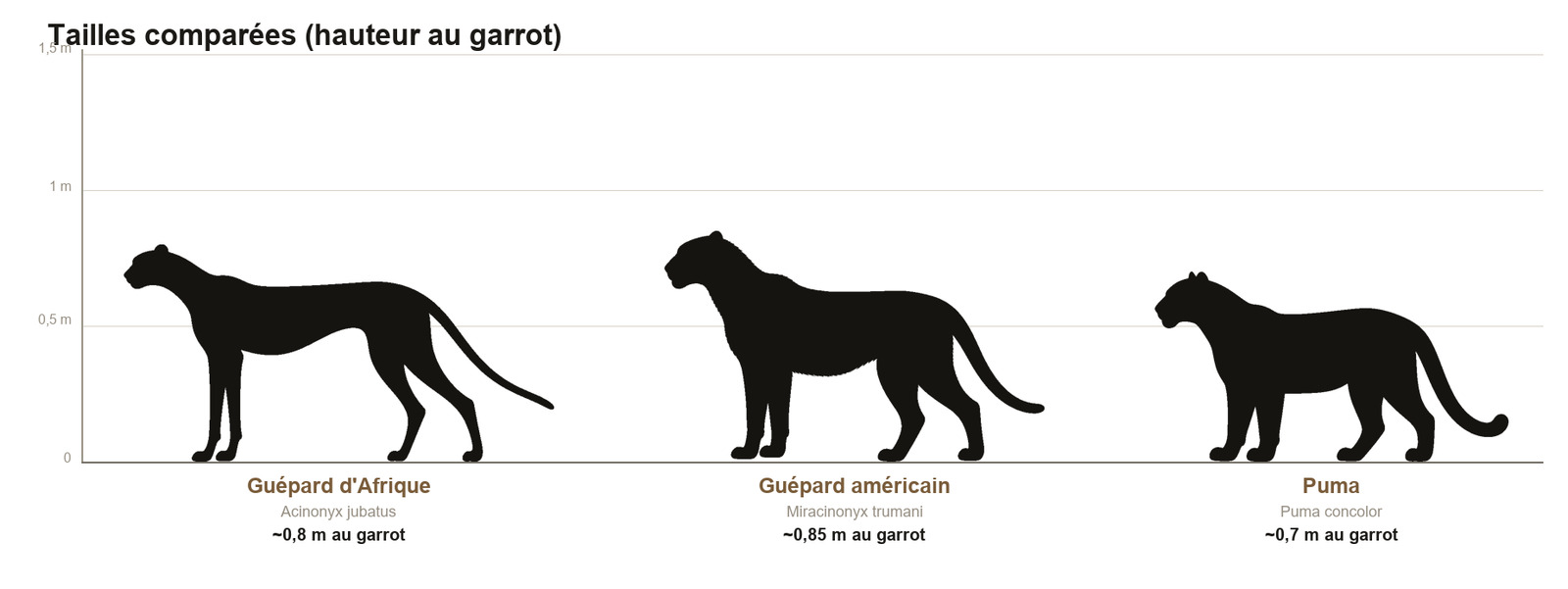 Comparaison de silhouettes à la même échelle entre le guépard américain, le guépard d'Afrique et le puma