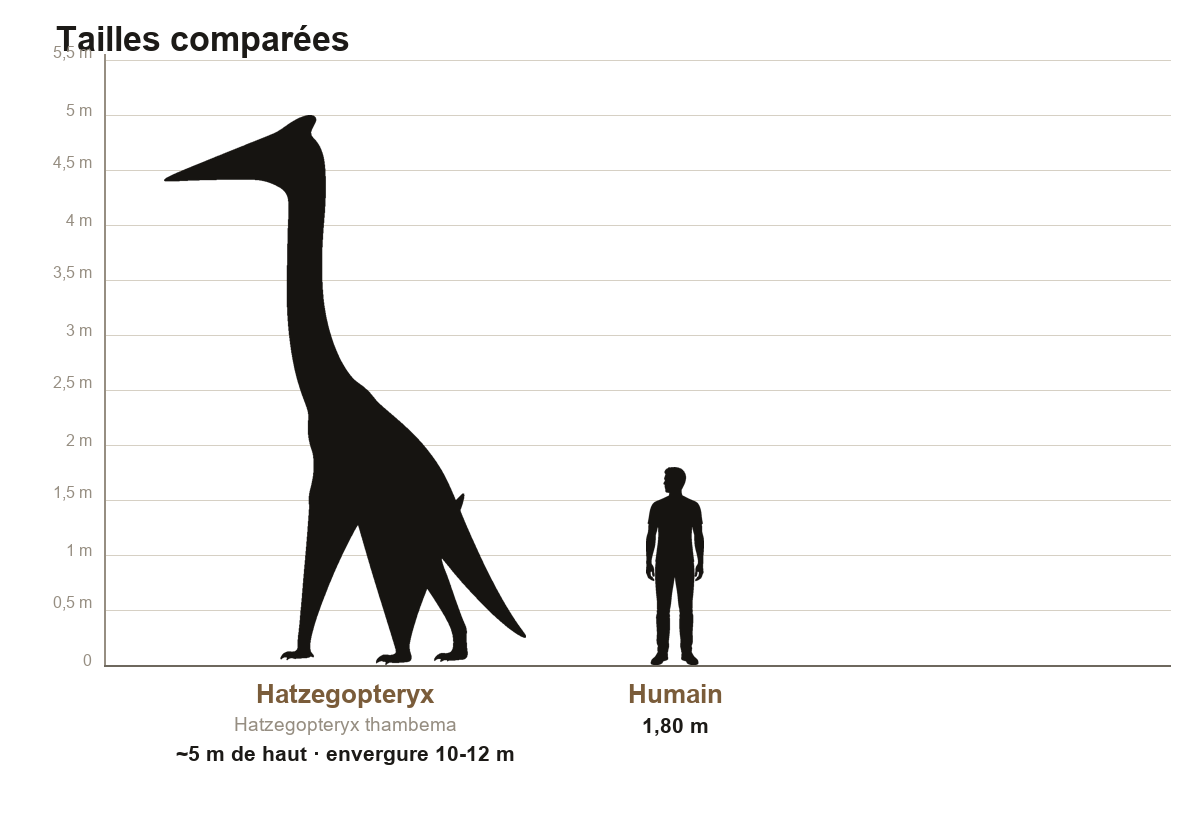Comparaison de taille entre le Hatzegopteryx, ptérosaure dressé à environ cinq mètres de haut, et un humain de 1,80 m, sur une échelle graduée